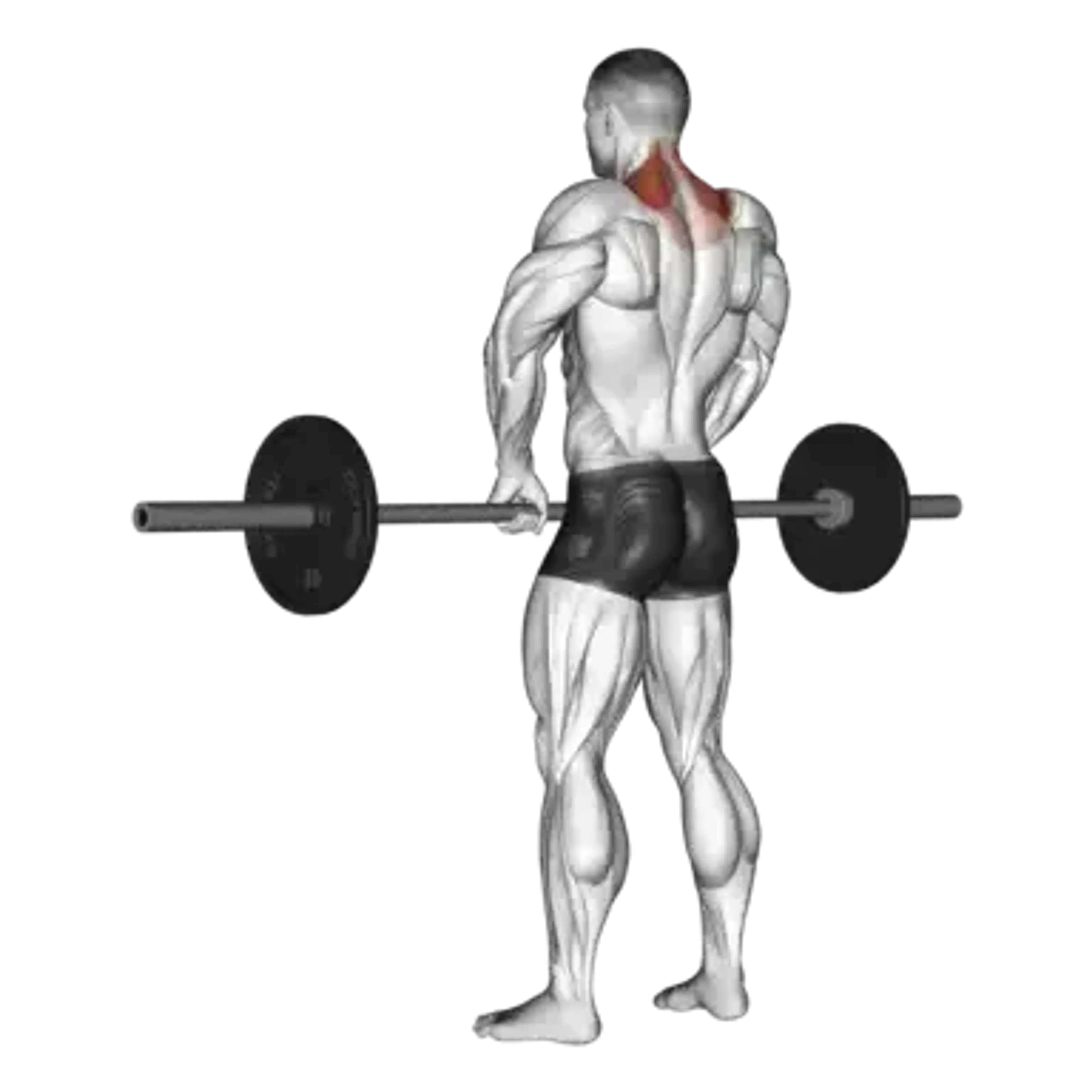Barbell Shrug