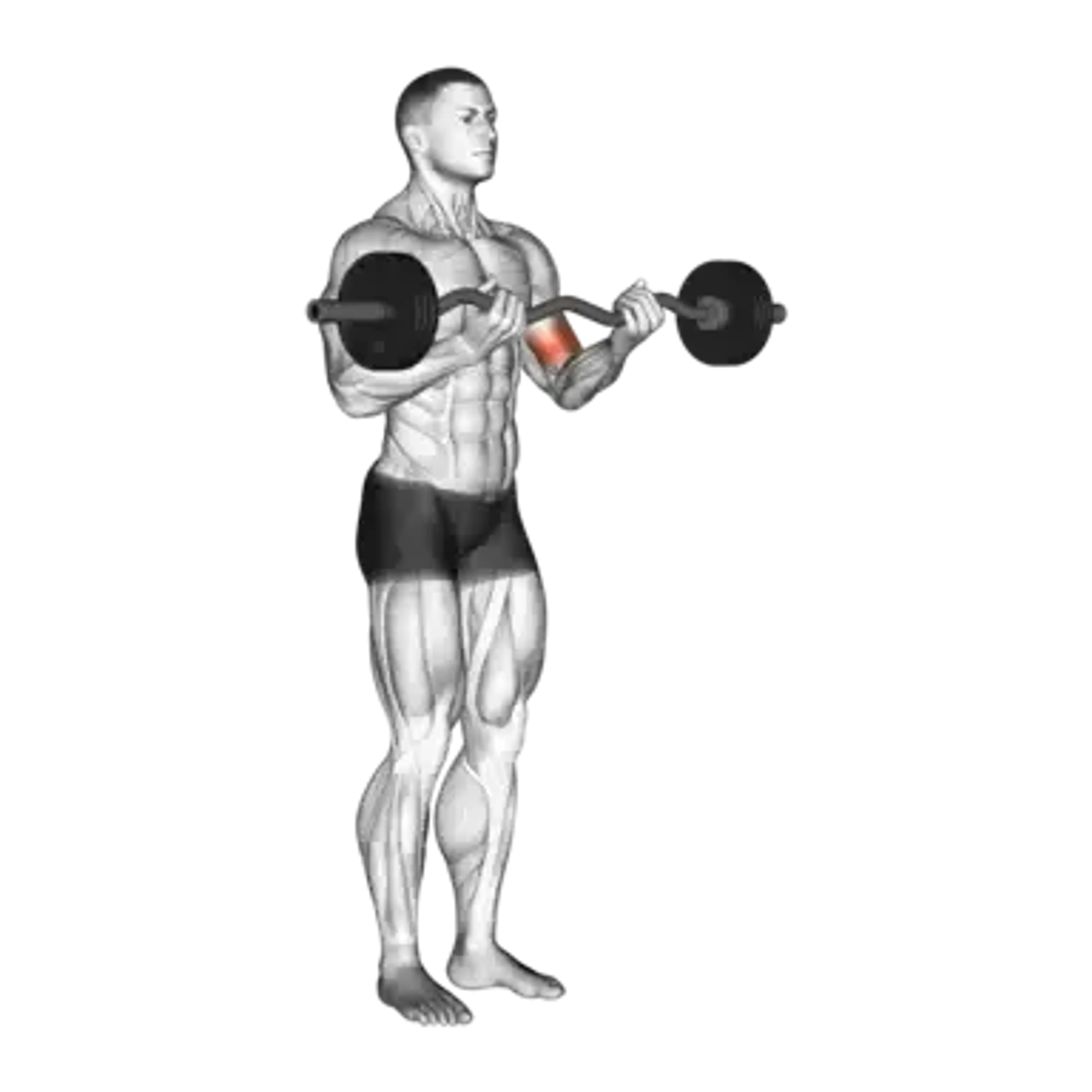 EZ Bar Curl