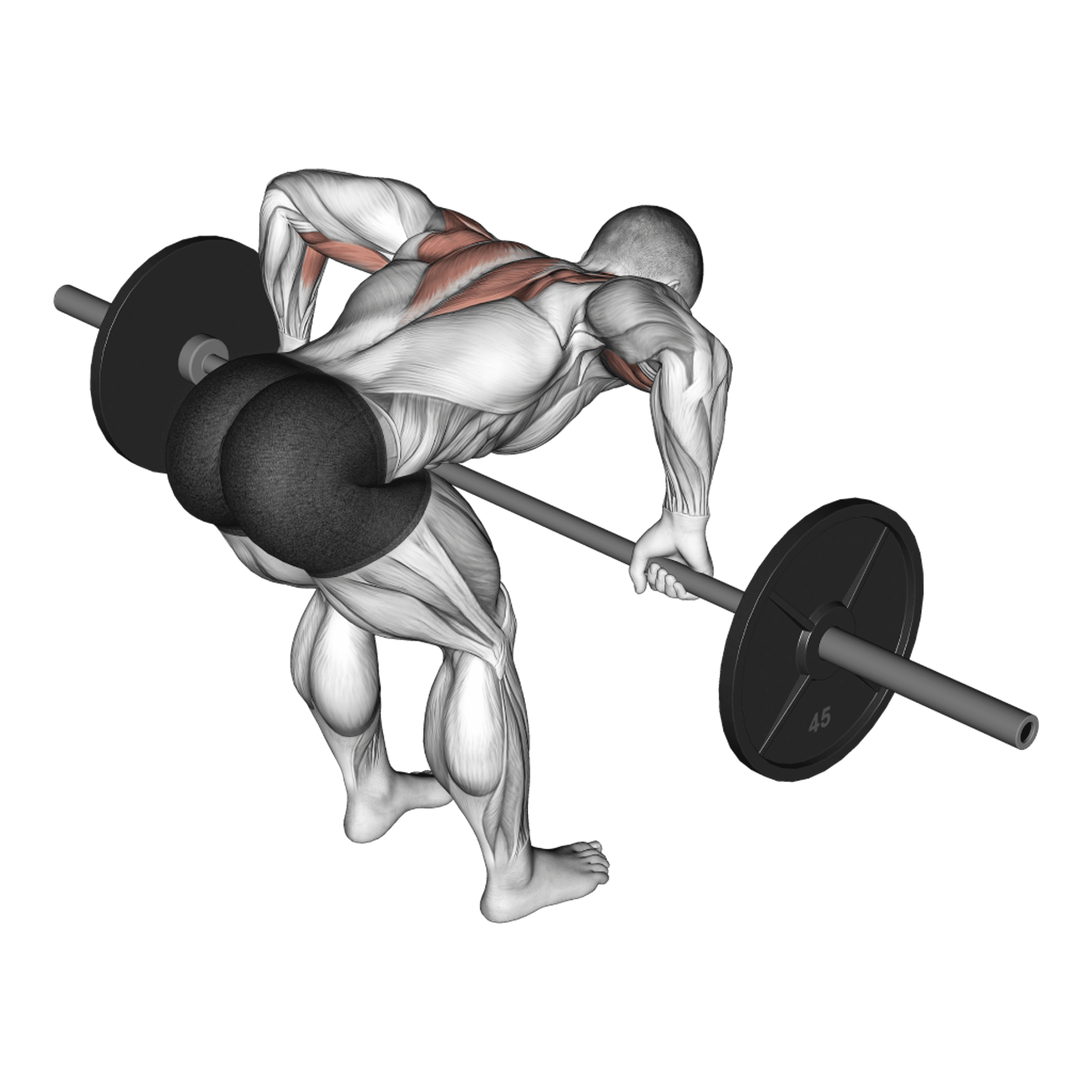 Barbell Rear Delt Row