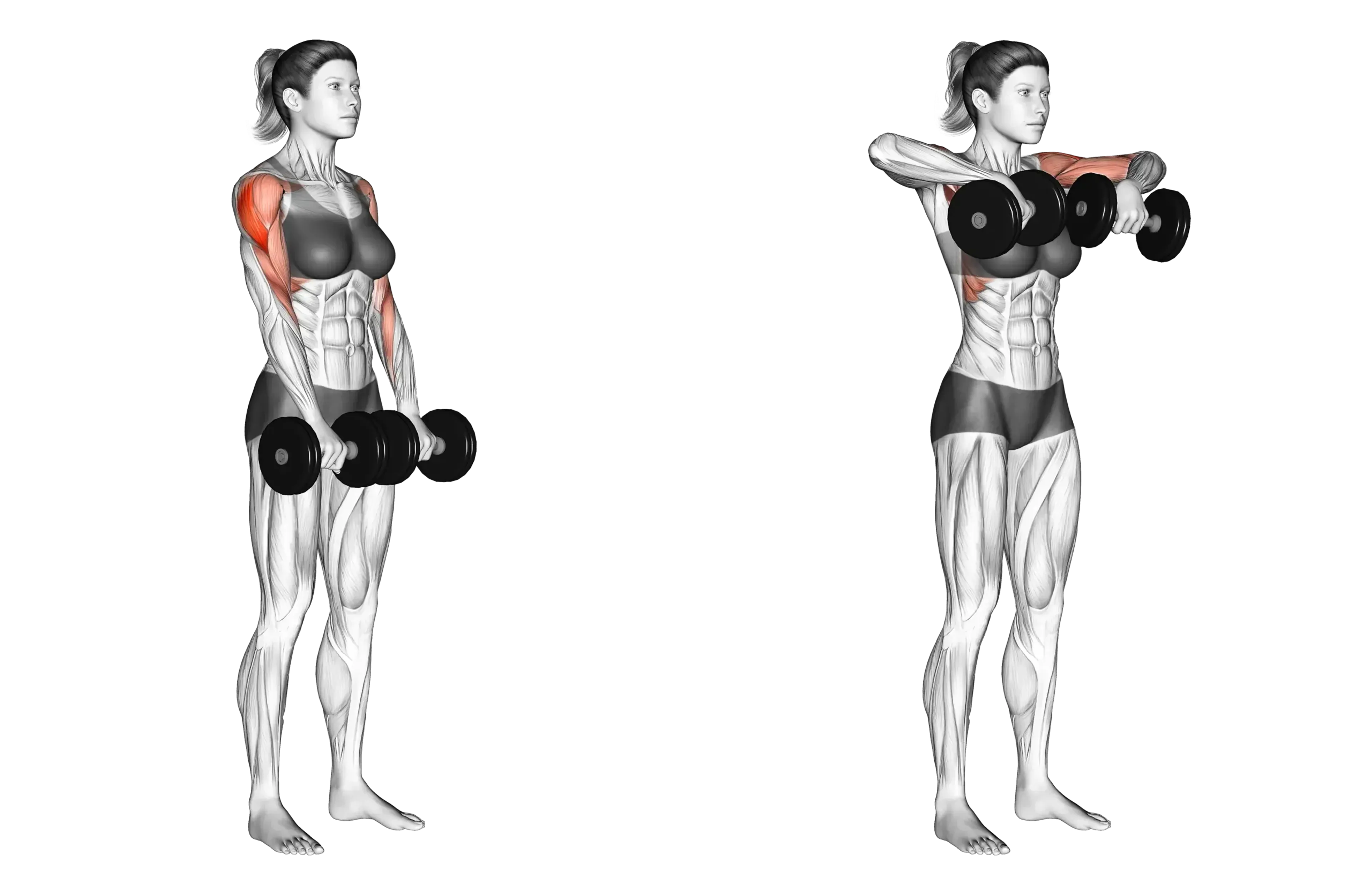Dumbbell Upright Row