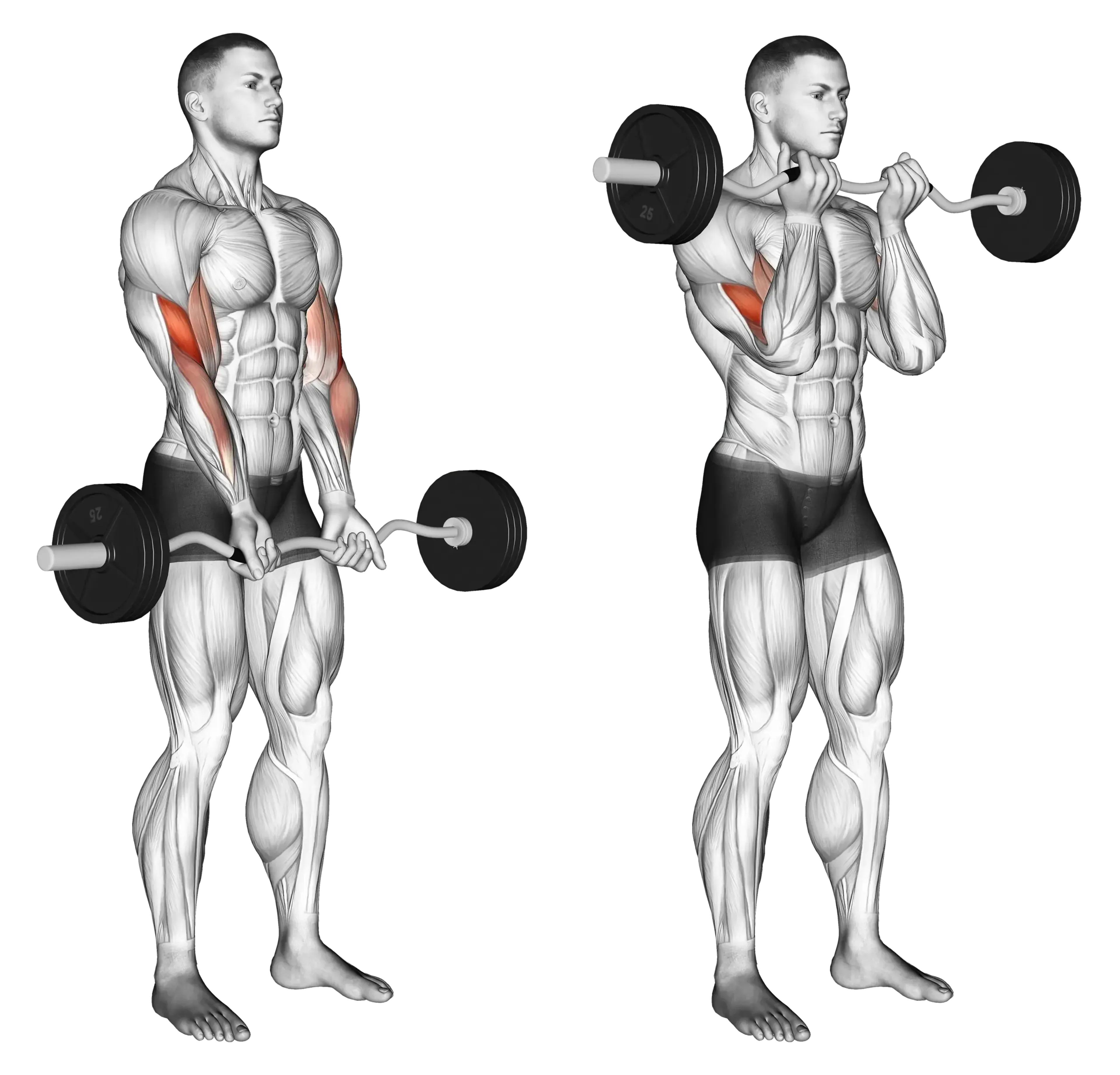 EZ Bar Curl (Close Grip)