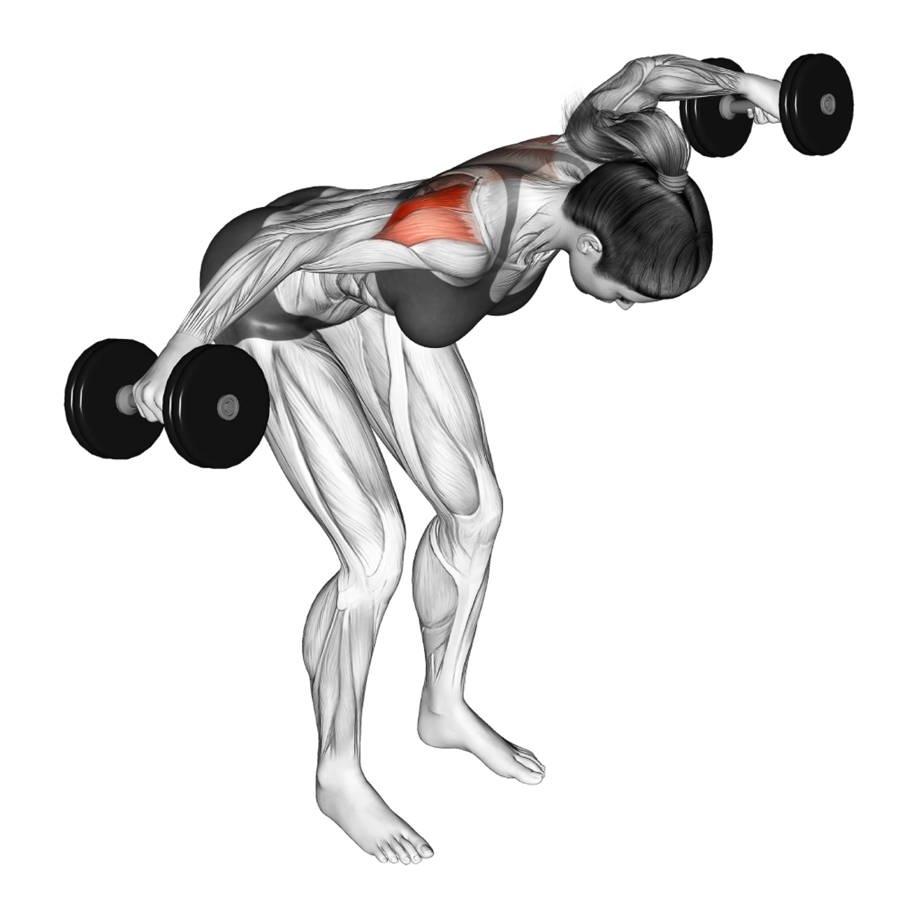 Dumbbell Rear Delt Fly