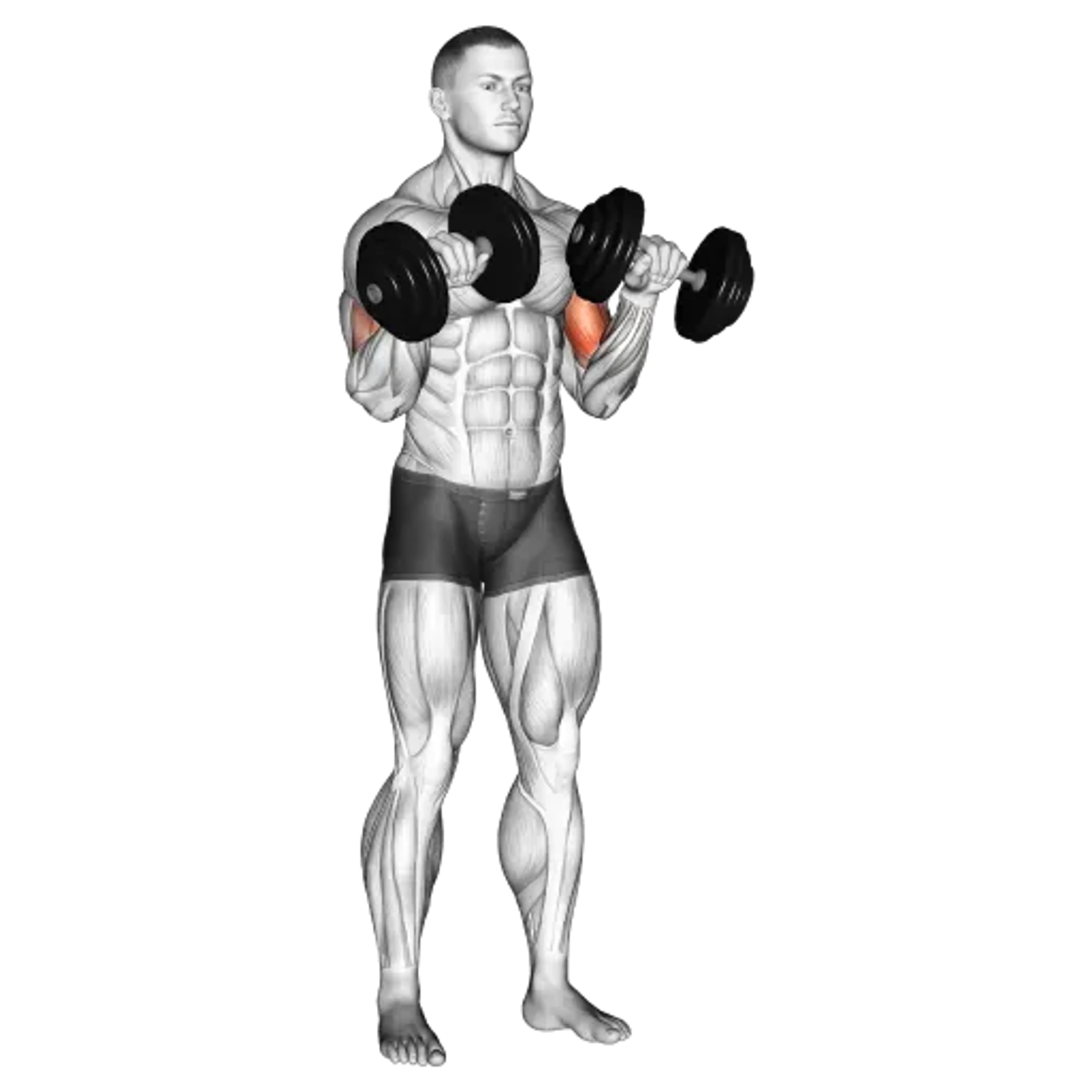 Dumbbell Zottman Curl