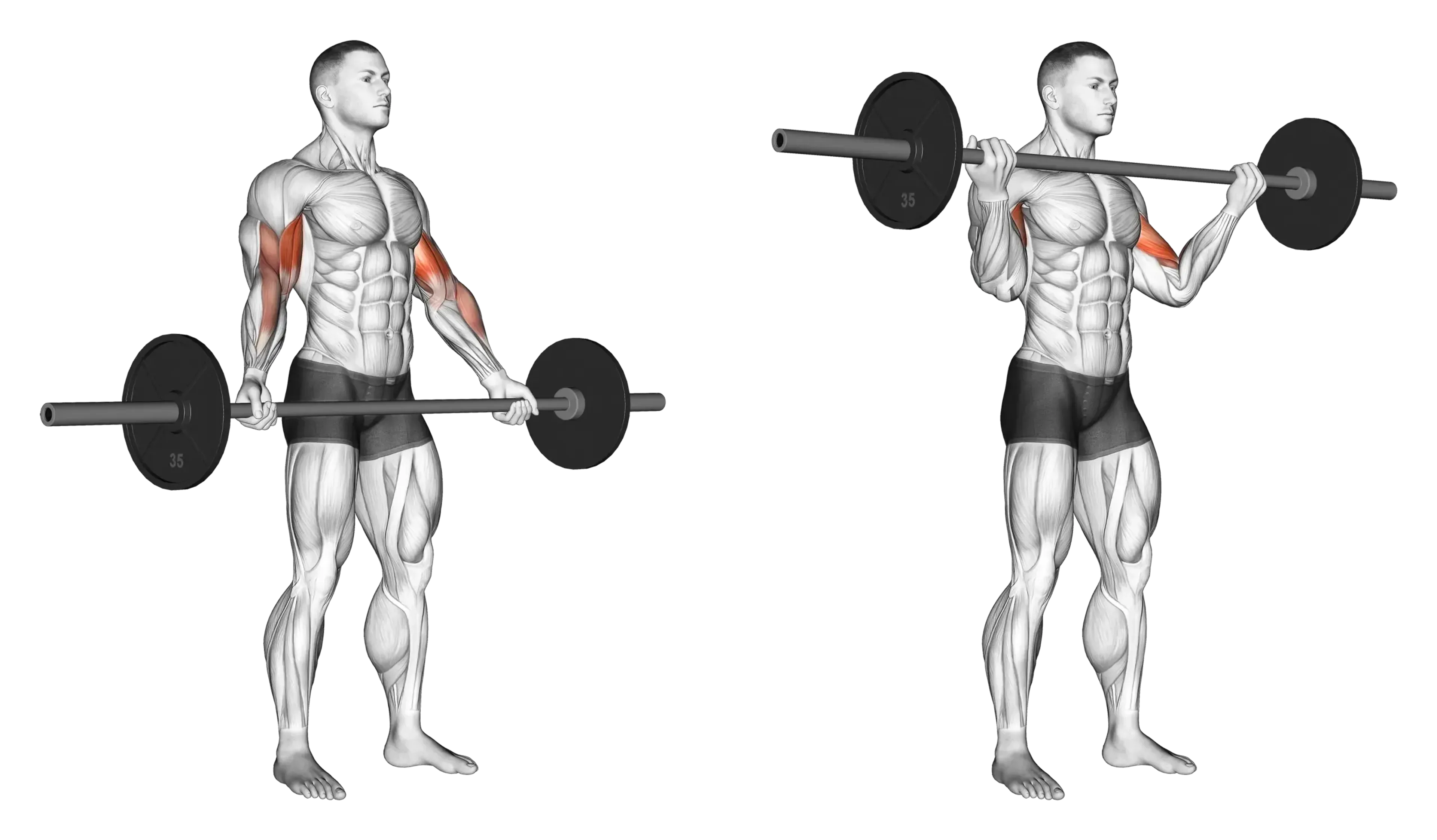 Barbell Curl (Wide Grip)