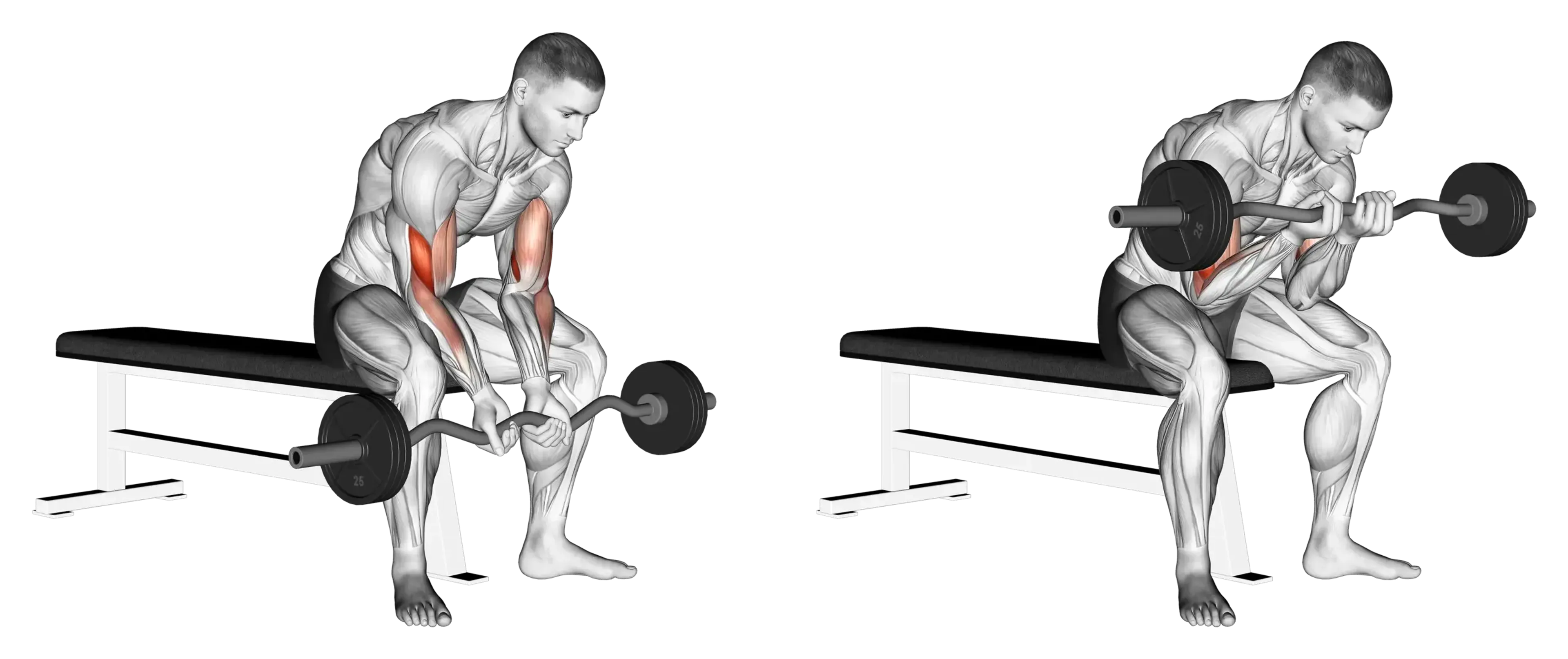EZ Bar Concentration Curl