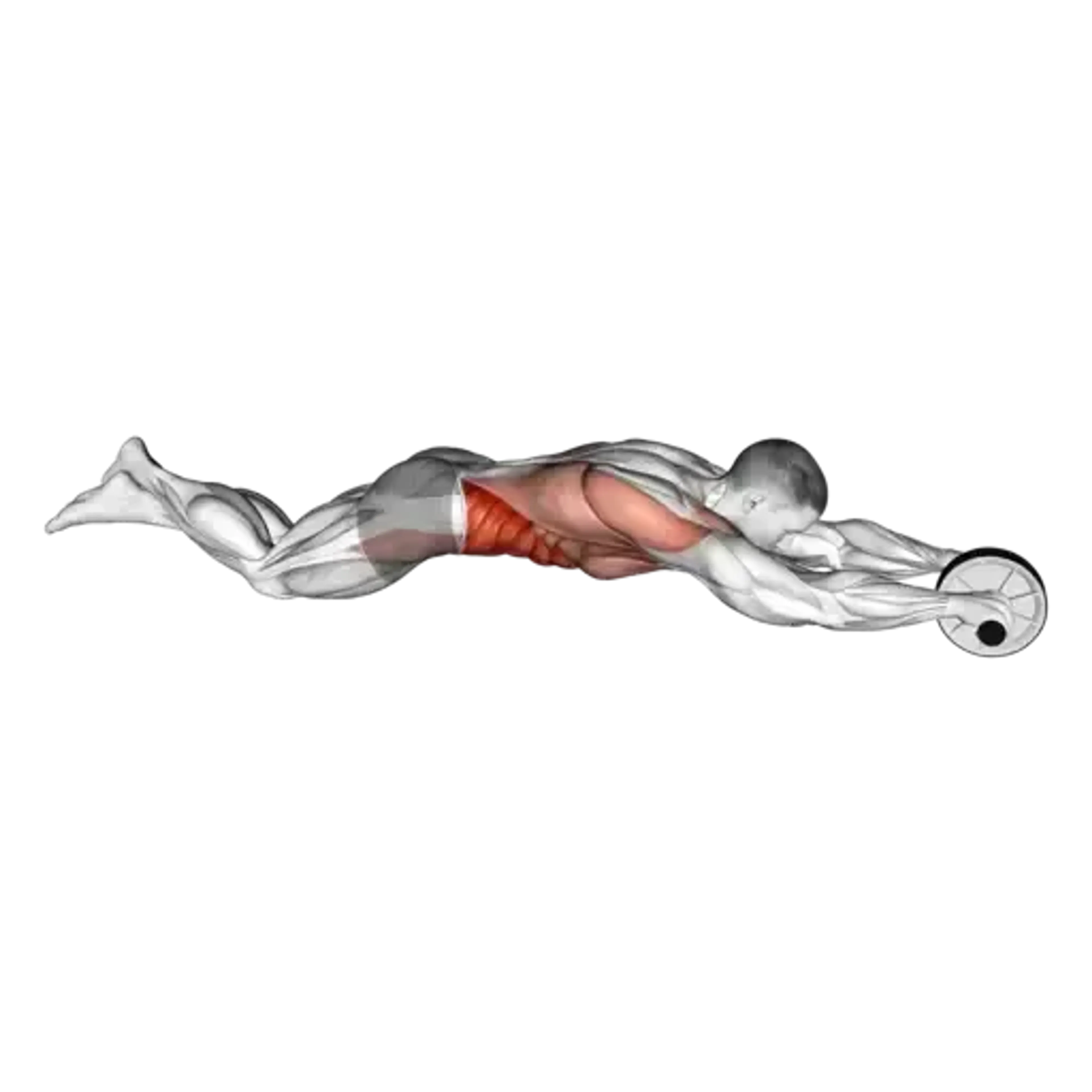 Ab Wheel Rollout