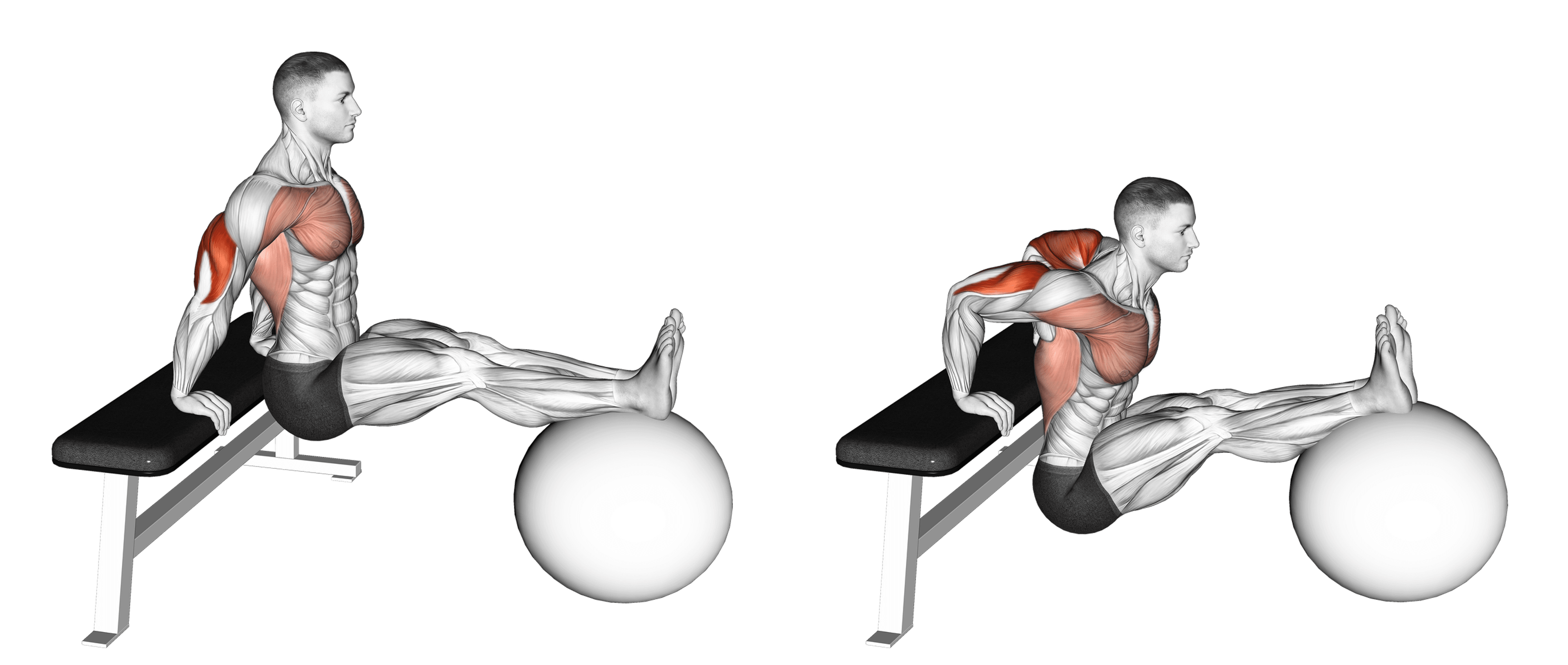 Exercise Ball Bench Dip