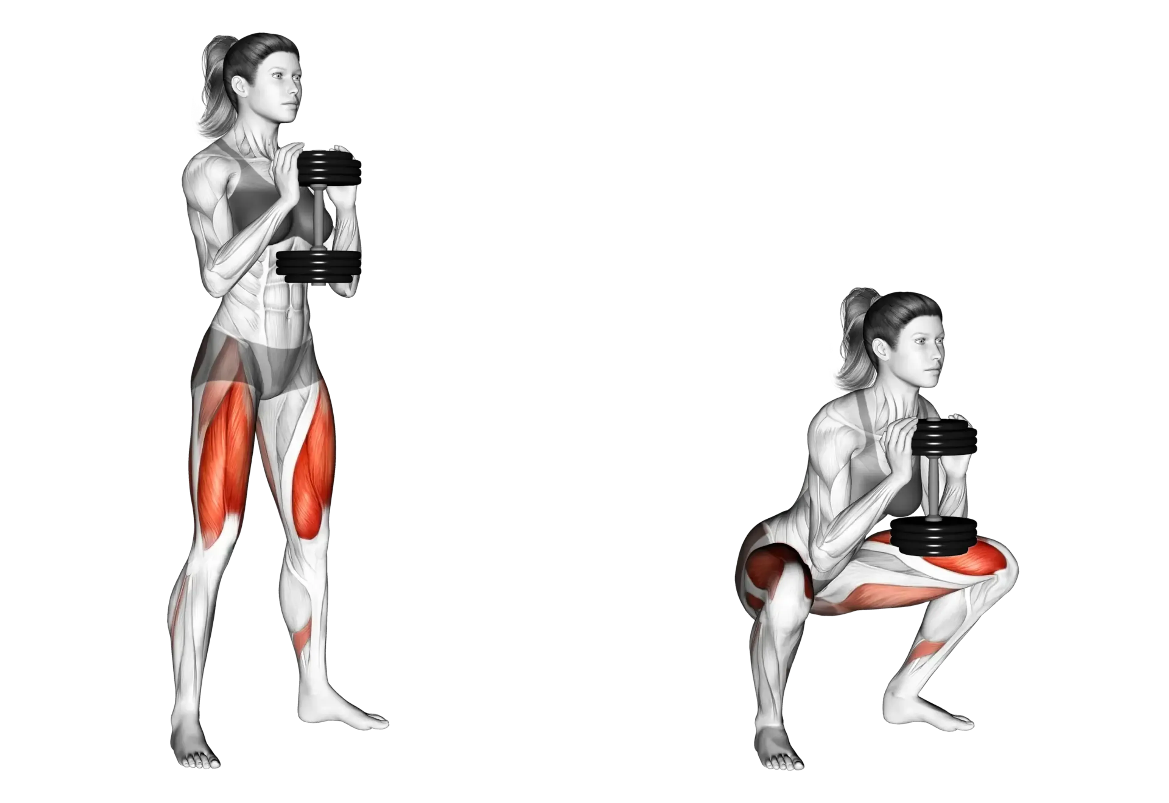 Dumbbell Squat
