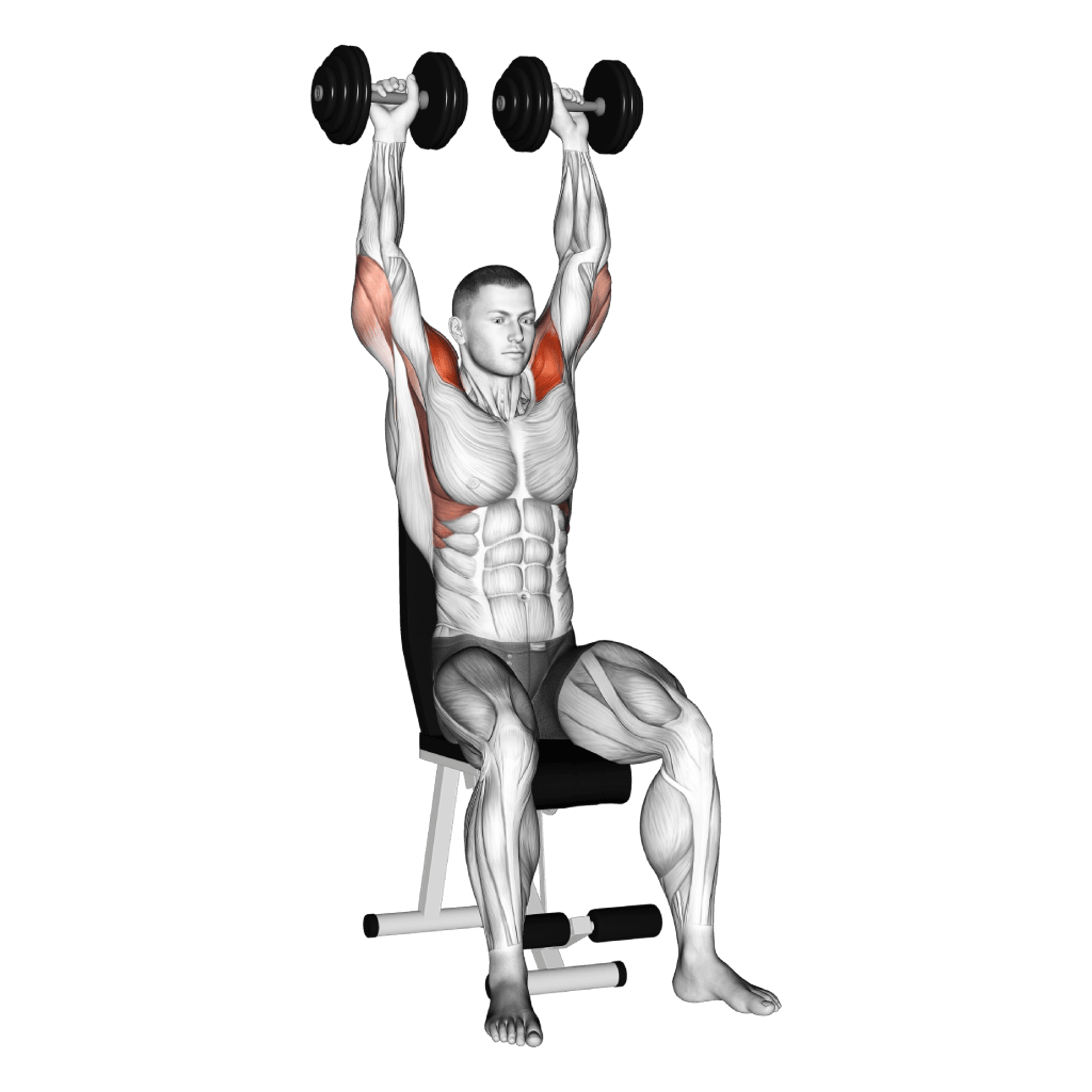 Dumbbell Arnold Press