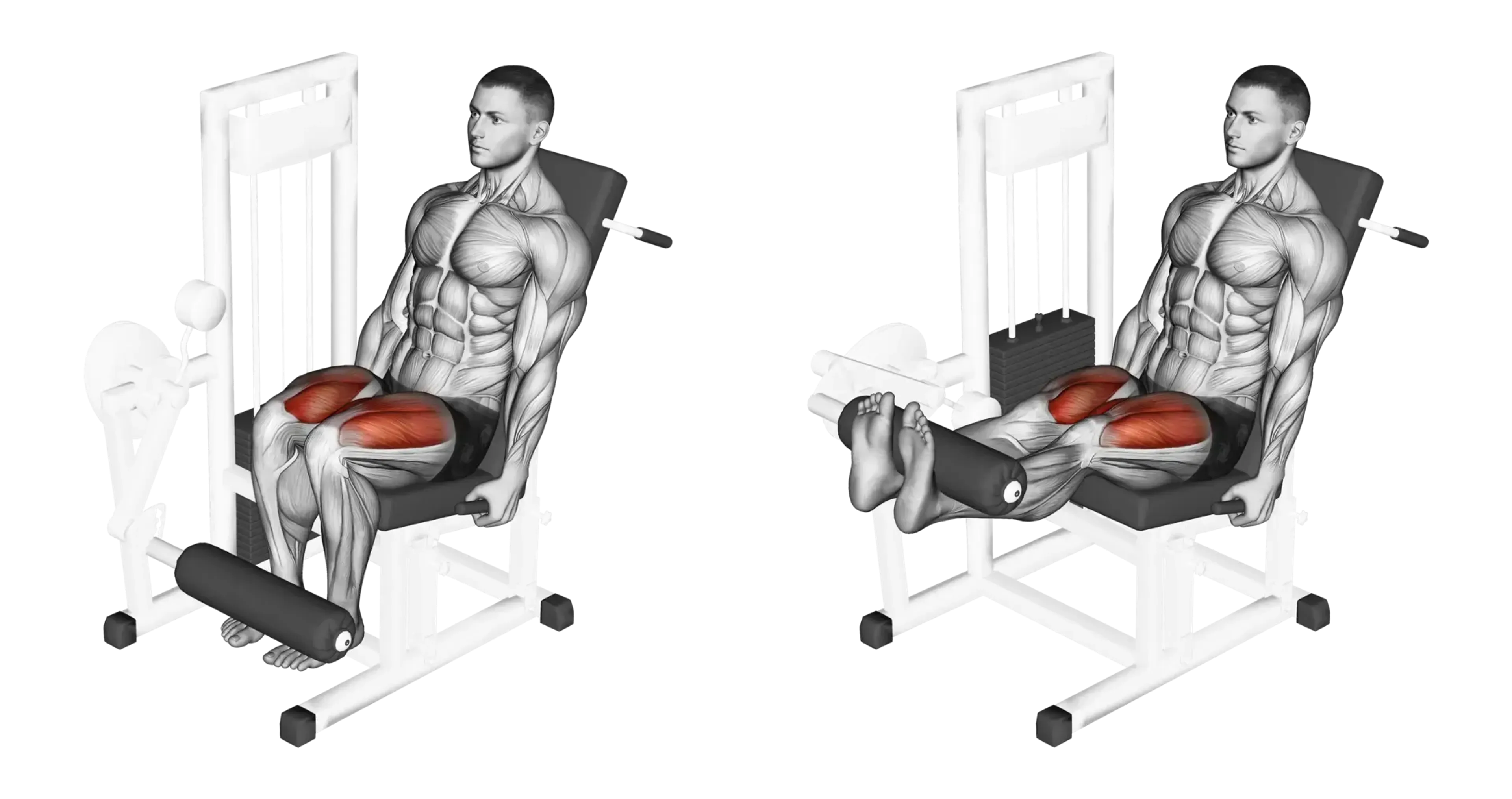 Machine Leg Extension