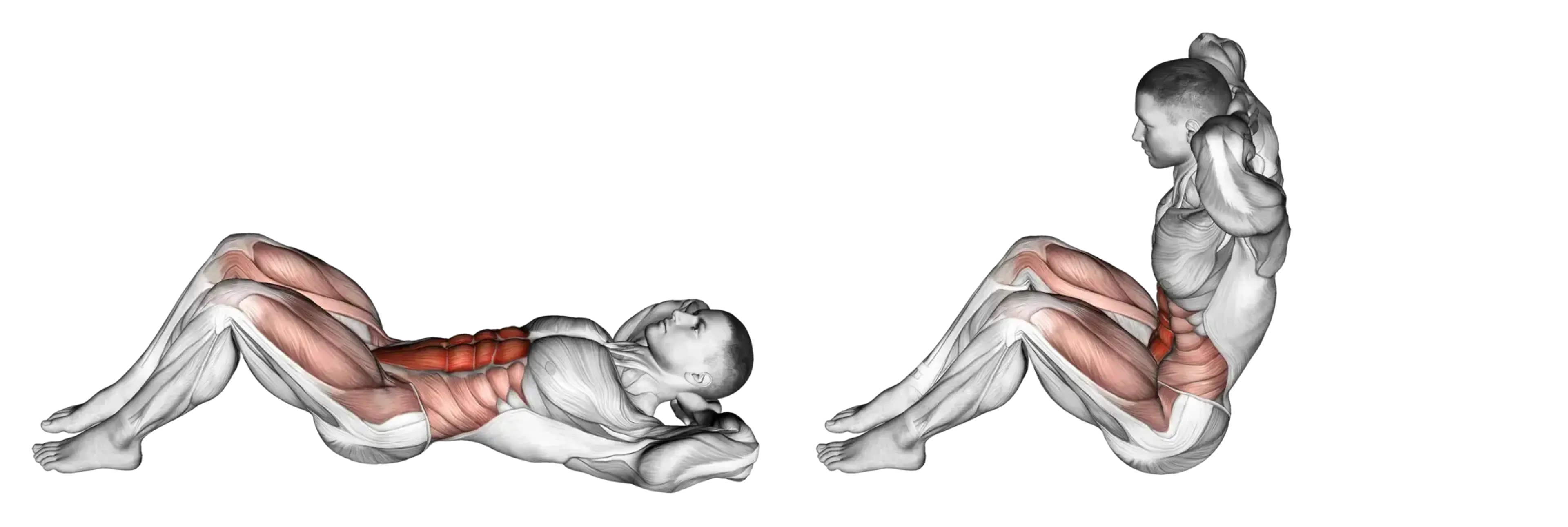 Sit-Up