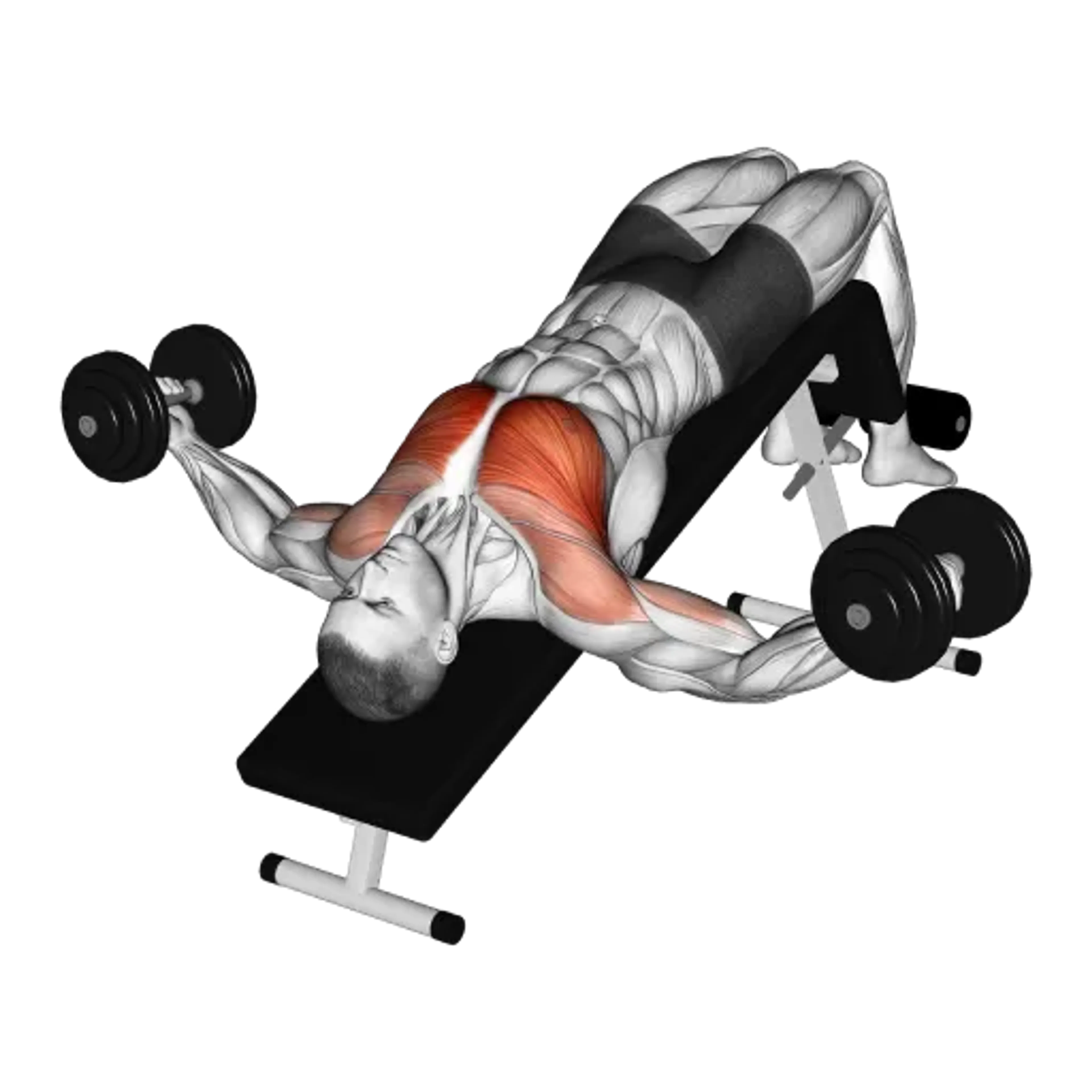 Dumbbell Decline Fly