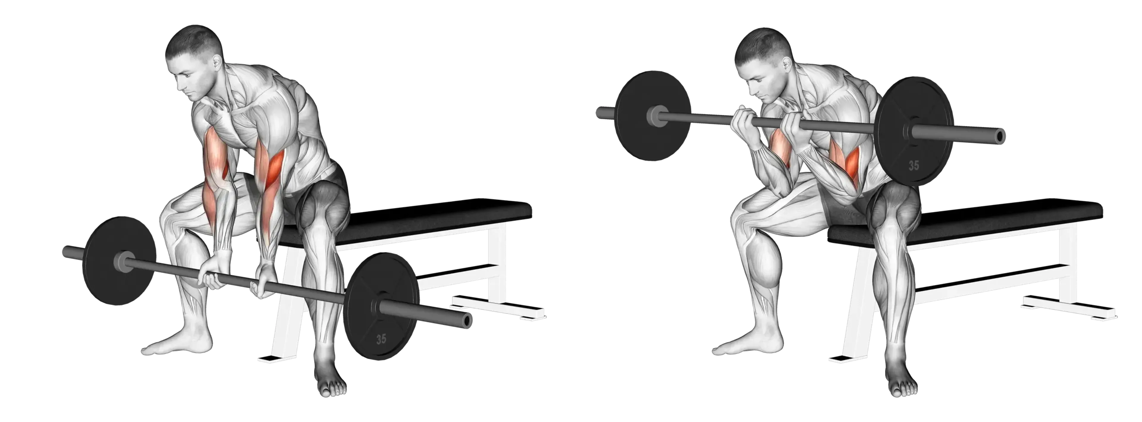 Barbell Concentration Curl