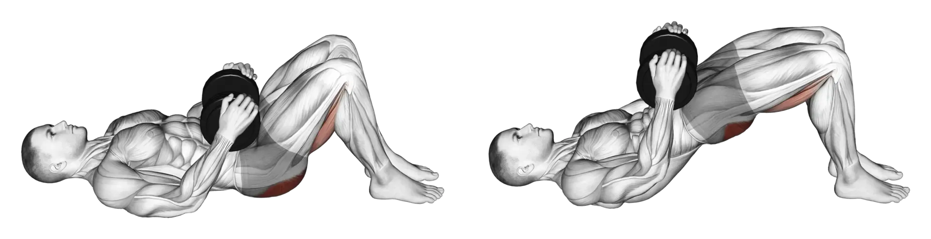 Dumbbell Glute Bridge