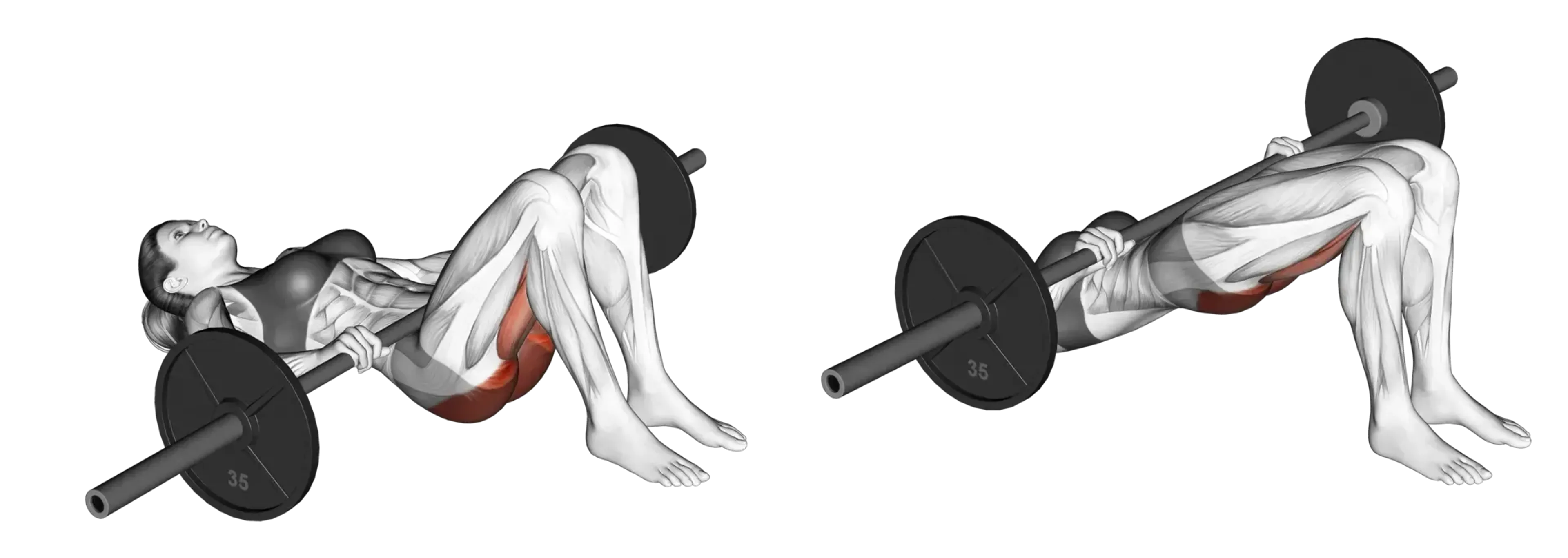 Barbell Glute Bridge