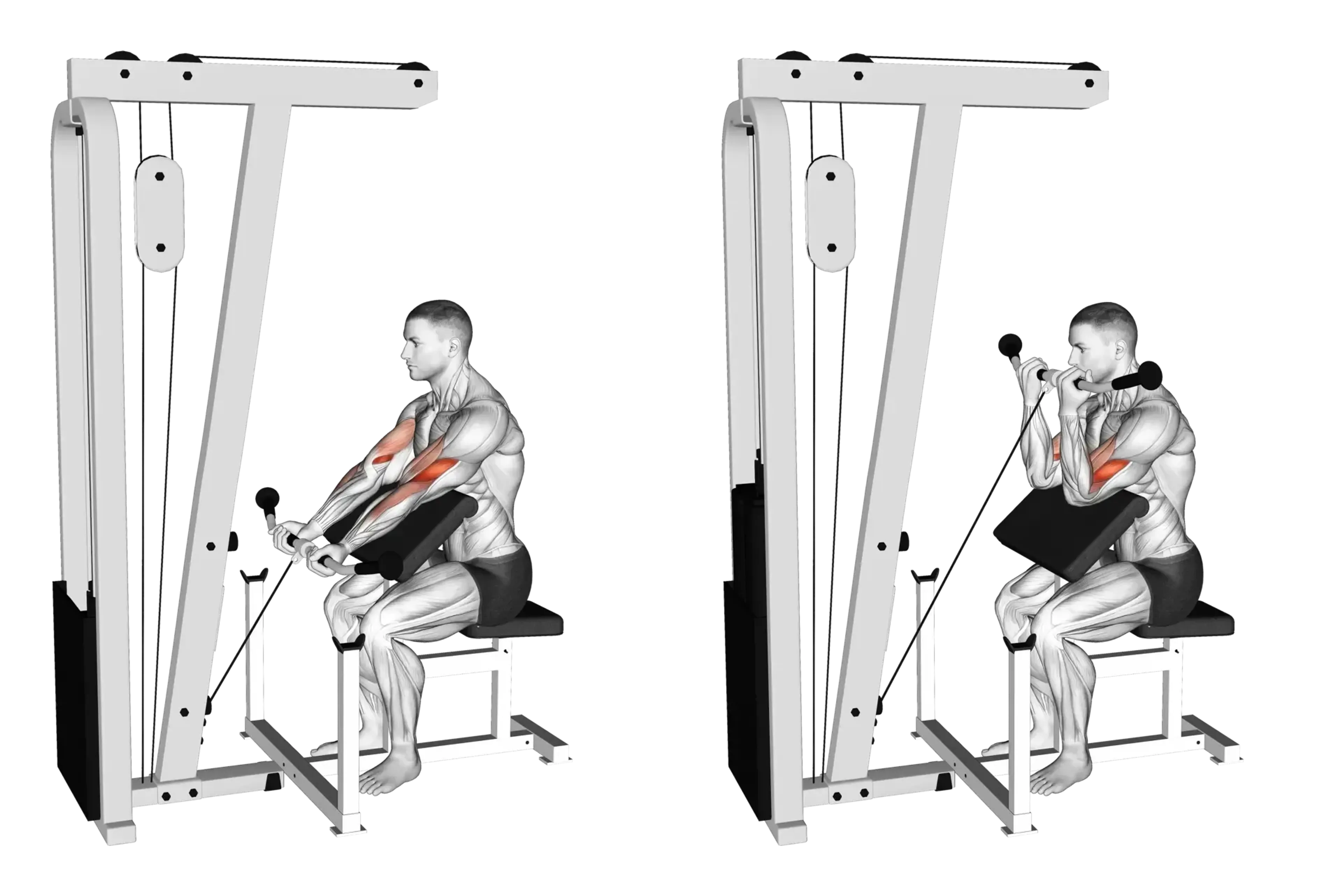 Cable Preacher Curl