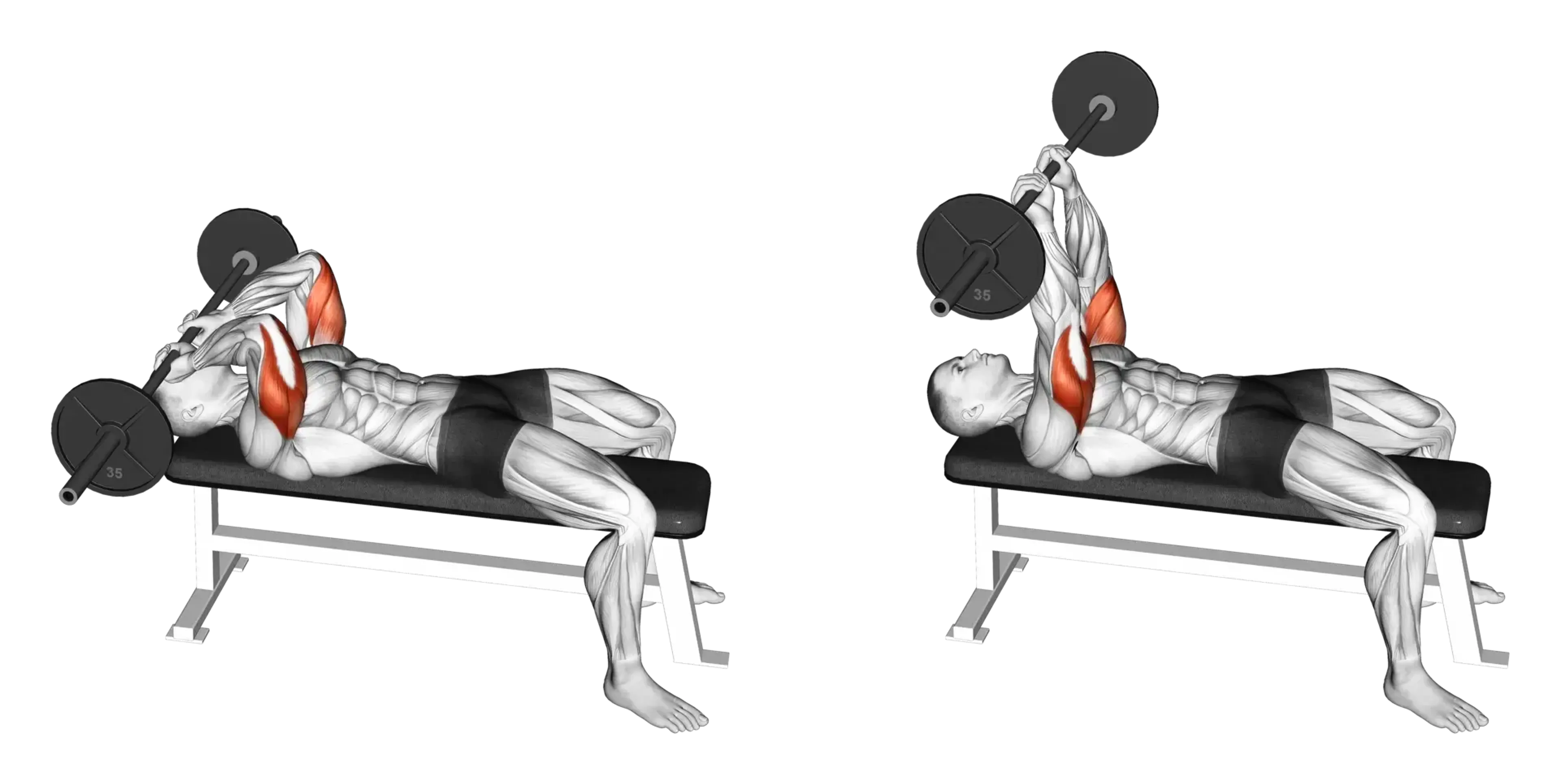 Barbell Skull Crusher