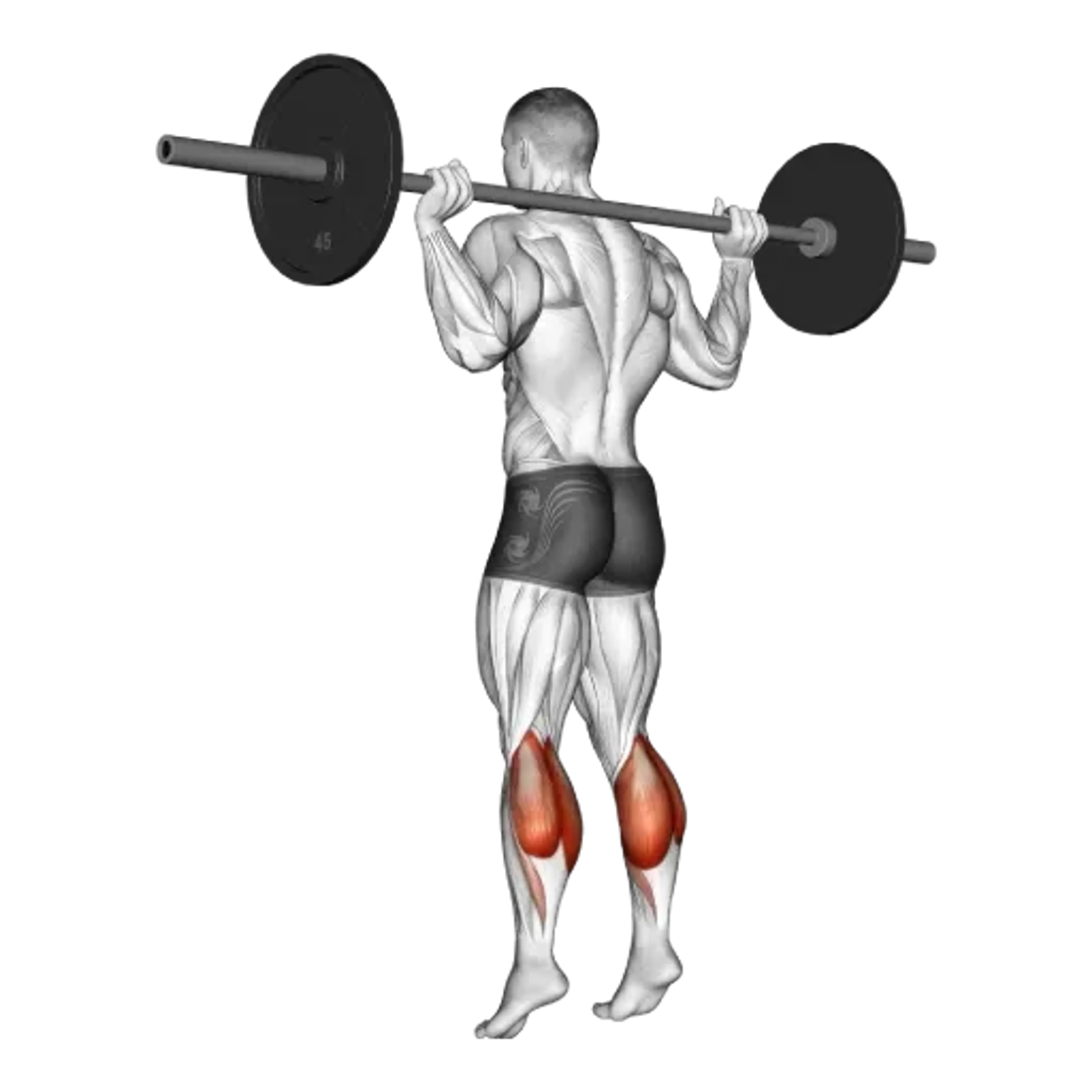Barbell Standing Calf Raise