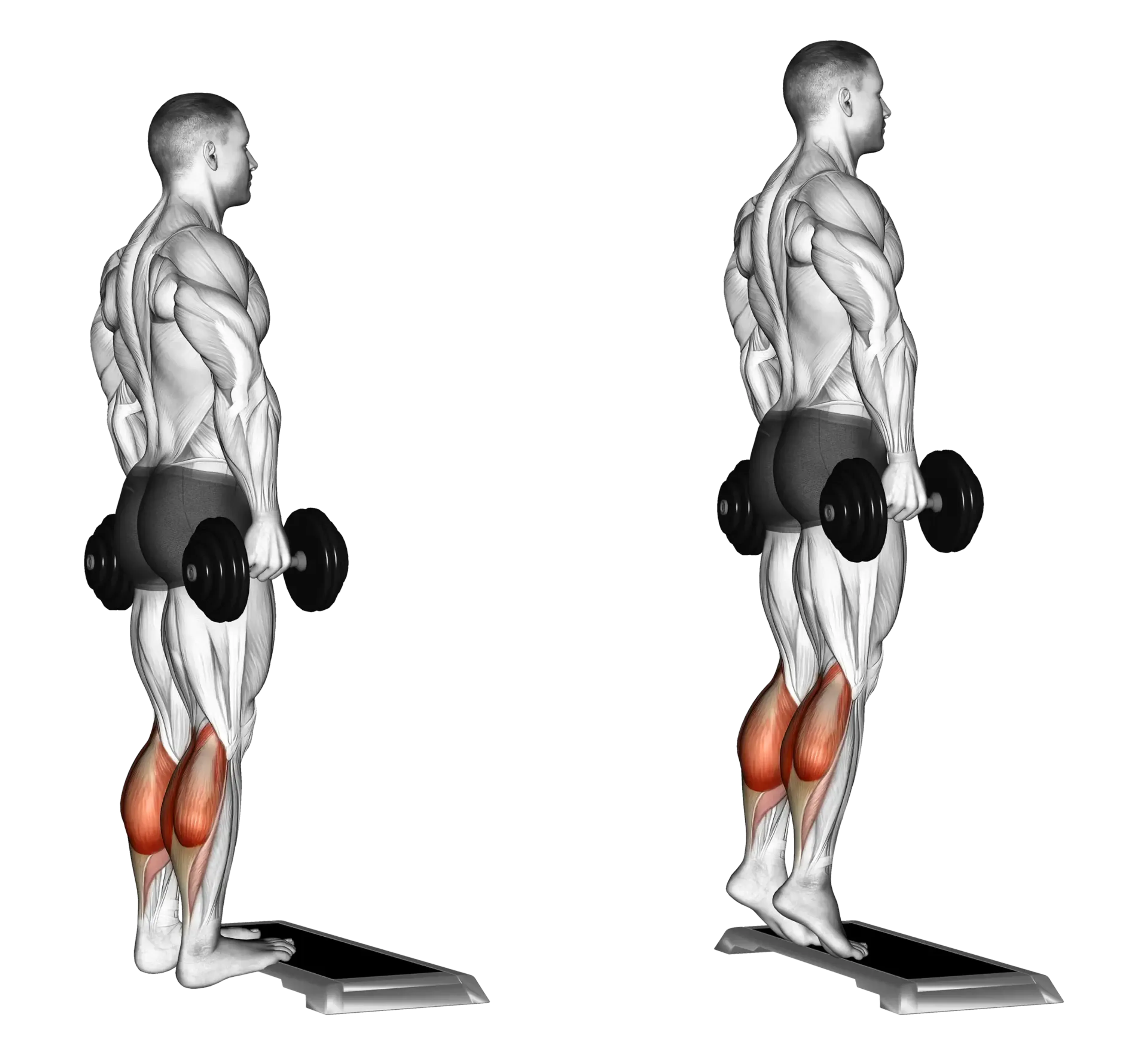 Dumbbell Standing Calf Raise