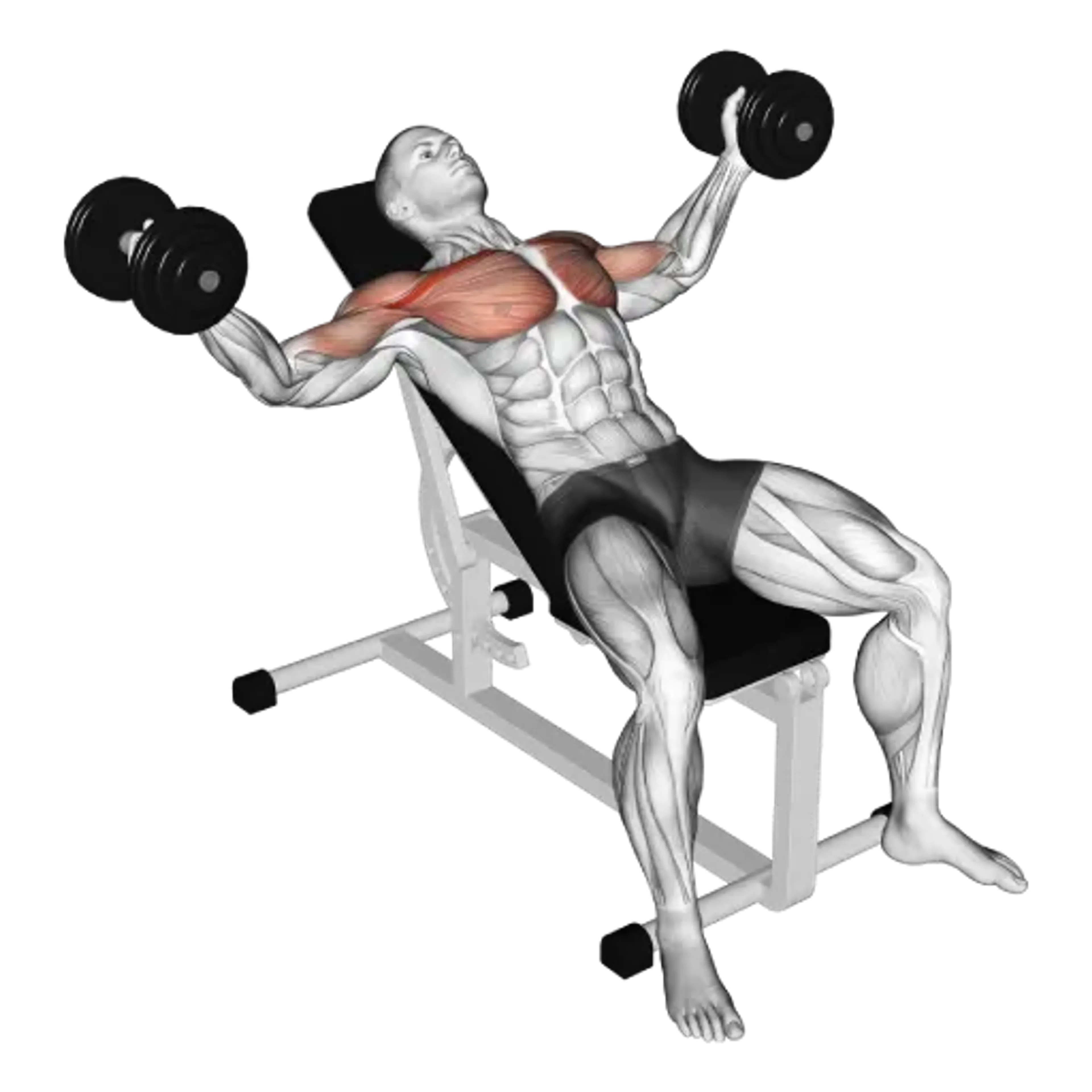 Dumbbell Incline Fly