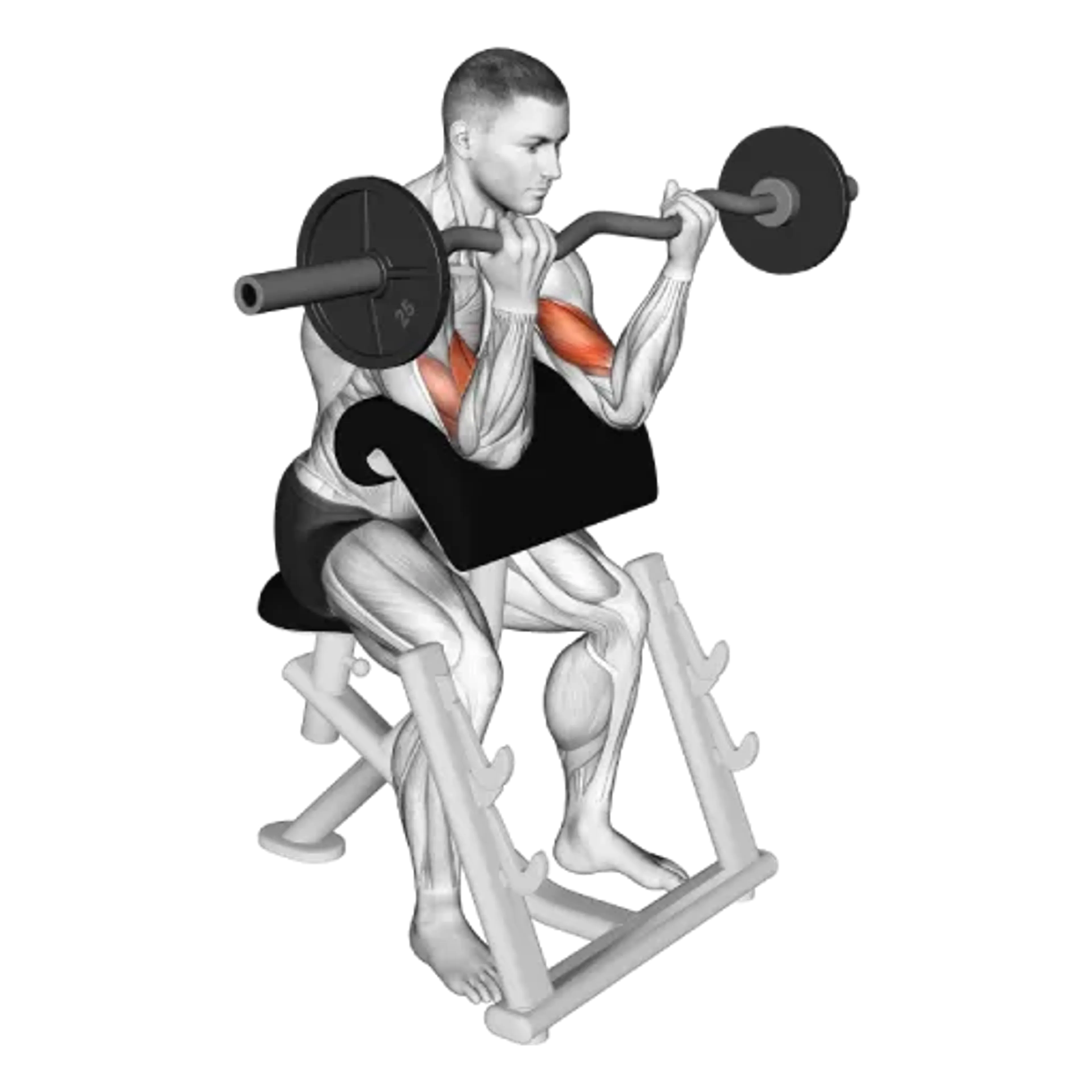 EZ Bar Preacher Curl