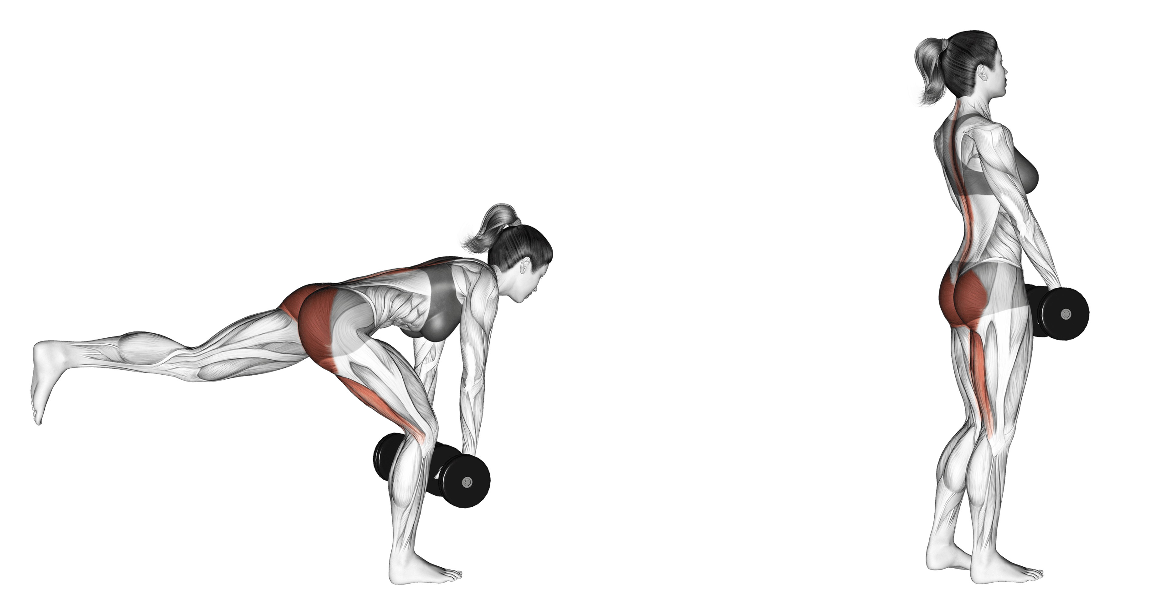 Dumbbell Single-Leg Deadlift