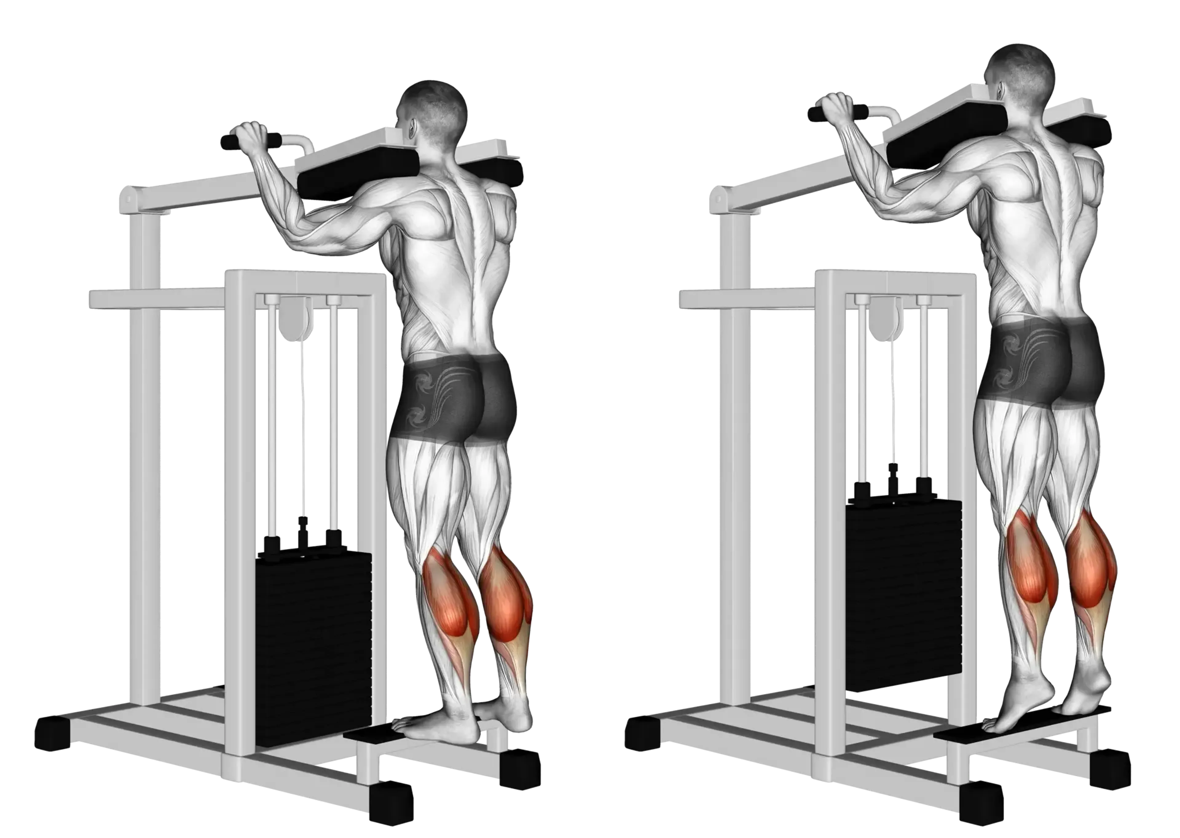 Machine Standing Calf Raise Guide Muscles Worked Tips Athlemove Machine Standing Calf Raise Guide Muscles Worked Tips Athlemove