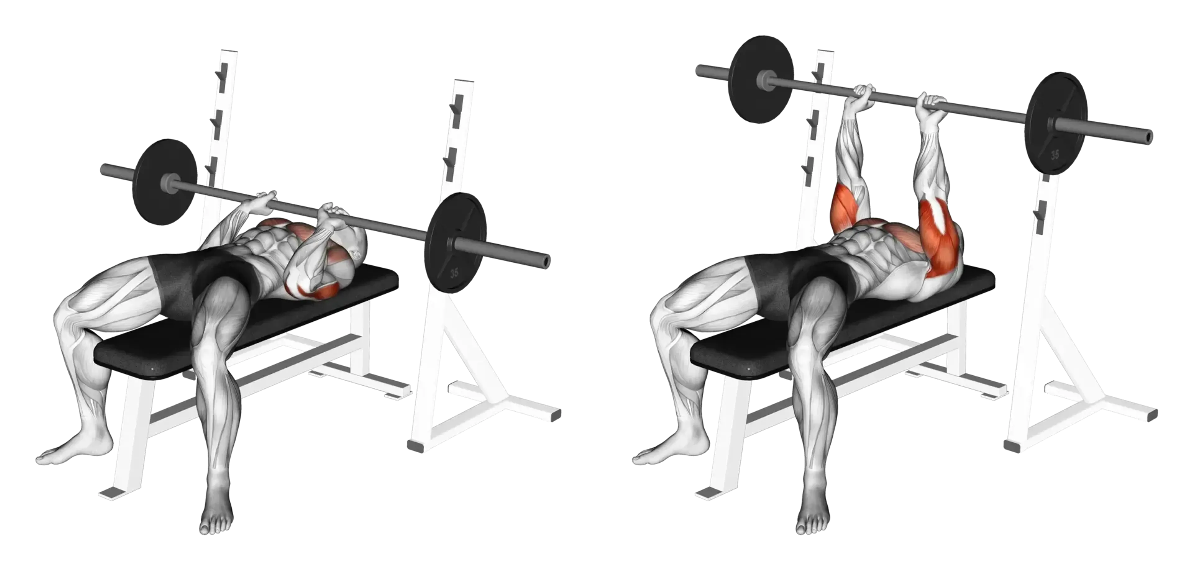 Barbell Bench Press (Close Grip)