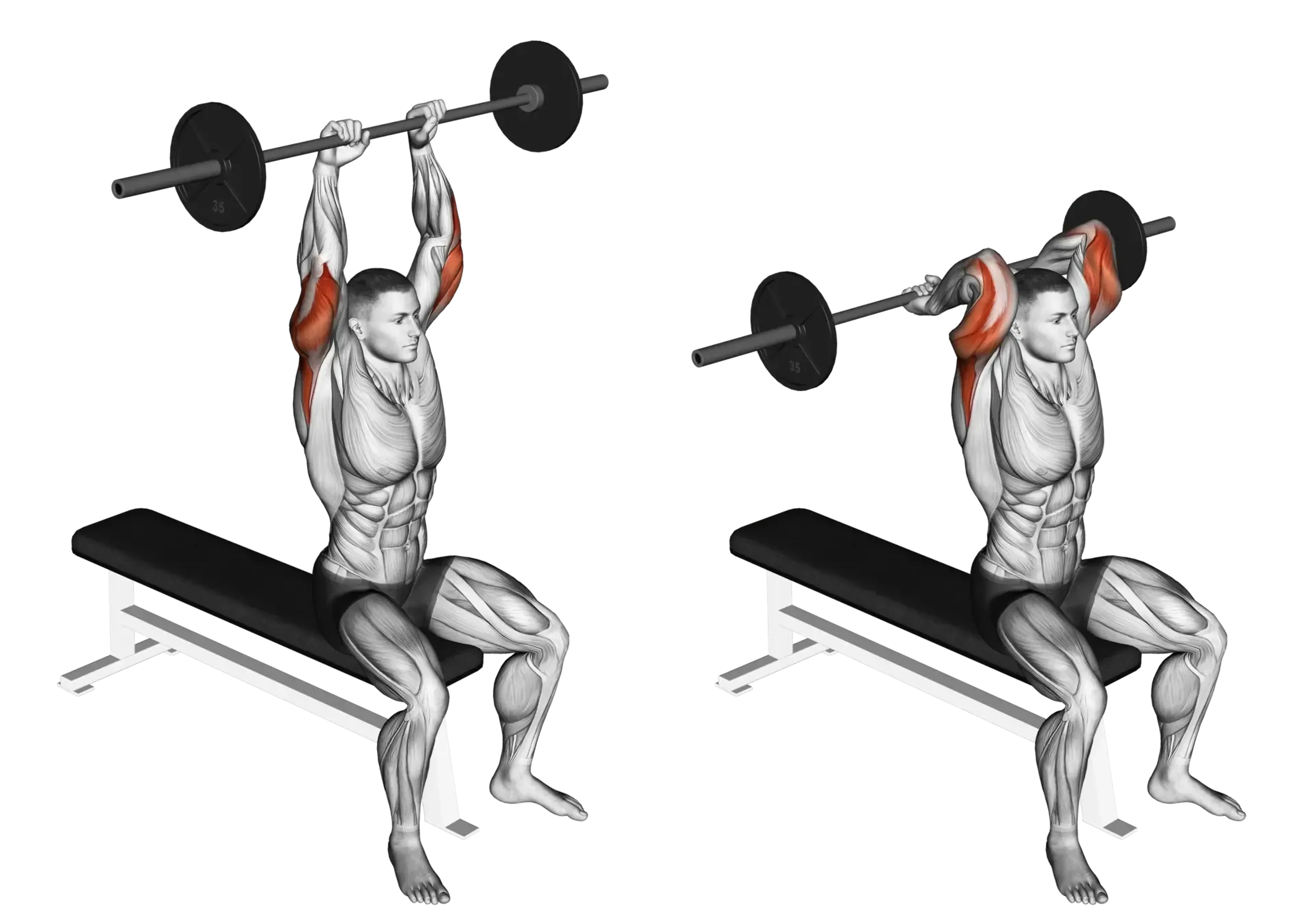 Barbell Seated Triceps Overhead Extension