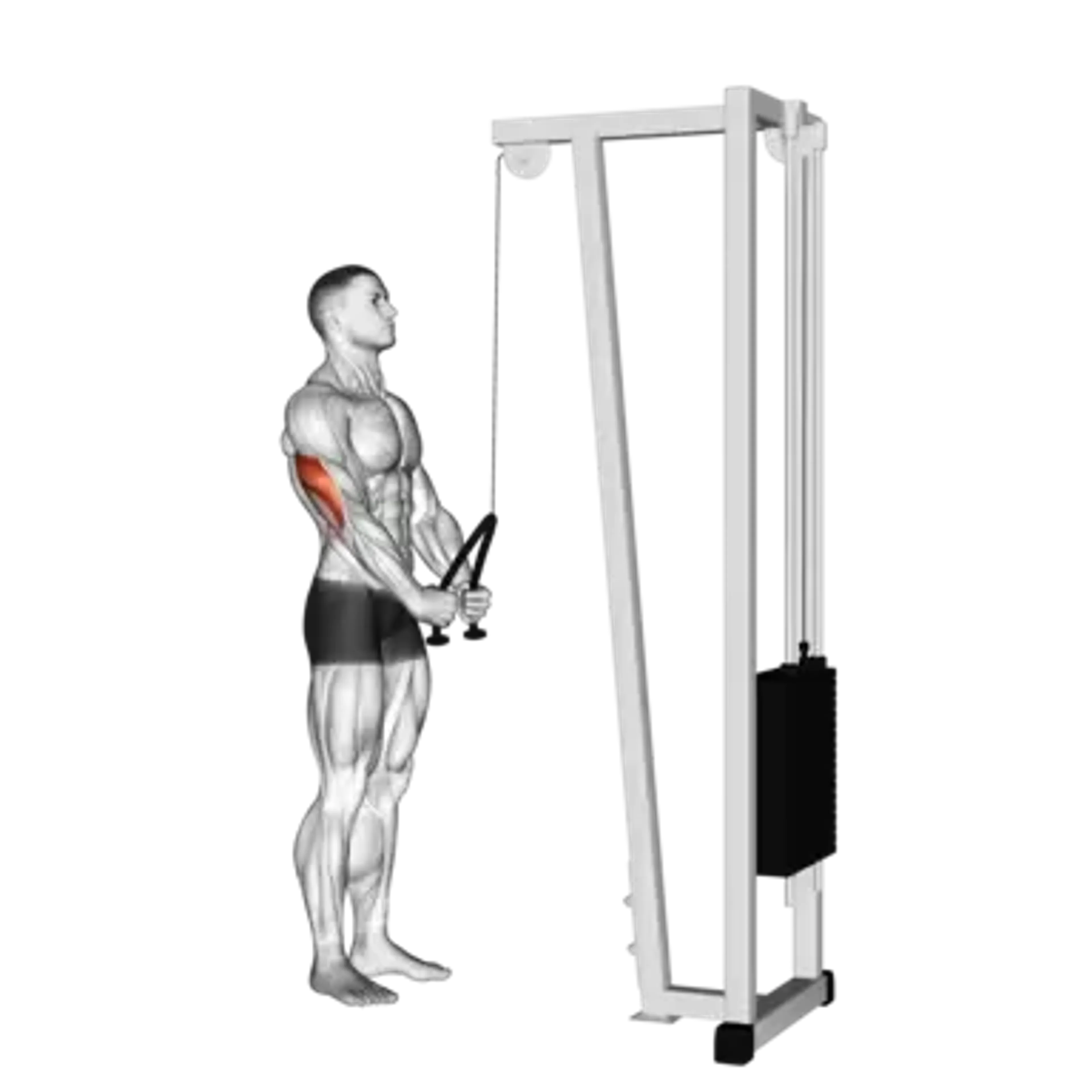 Cable Triceps Pushdown (Rope)