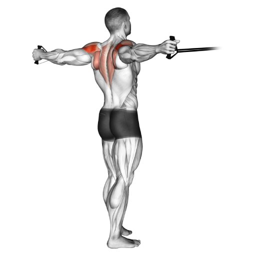 Machine Reverse Fly Guide Muscles Worked Tips Athlemove Machine Reverse Fly Guide Muscles Worked Tips Athlemove