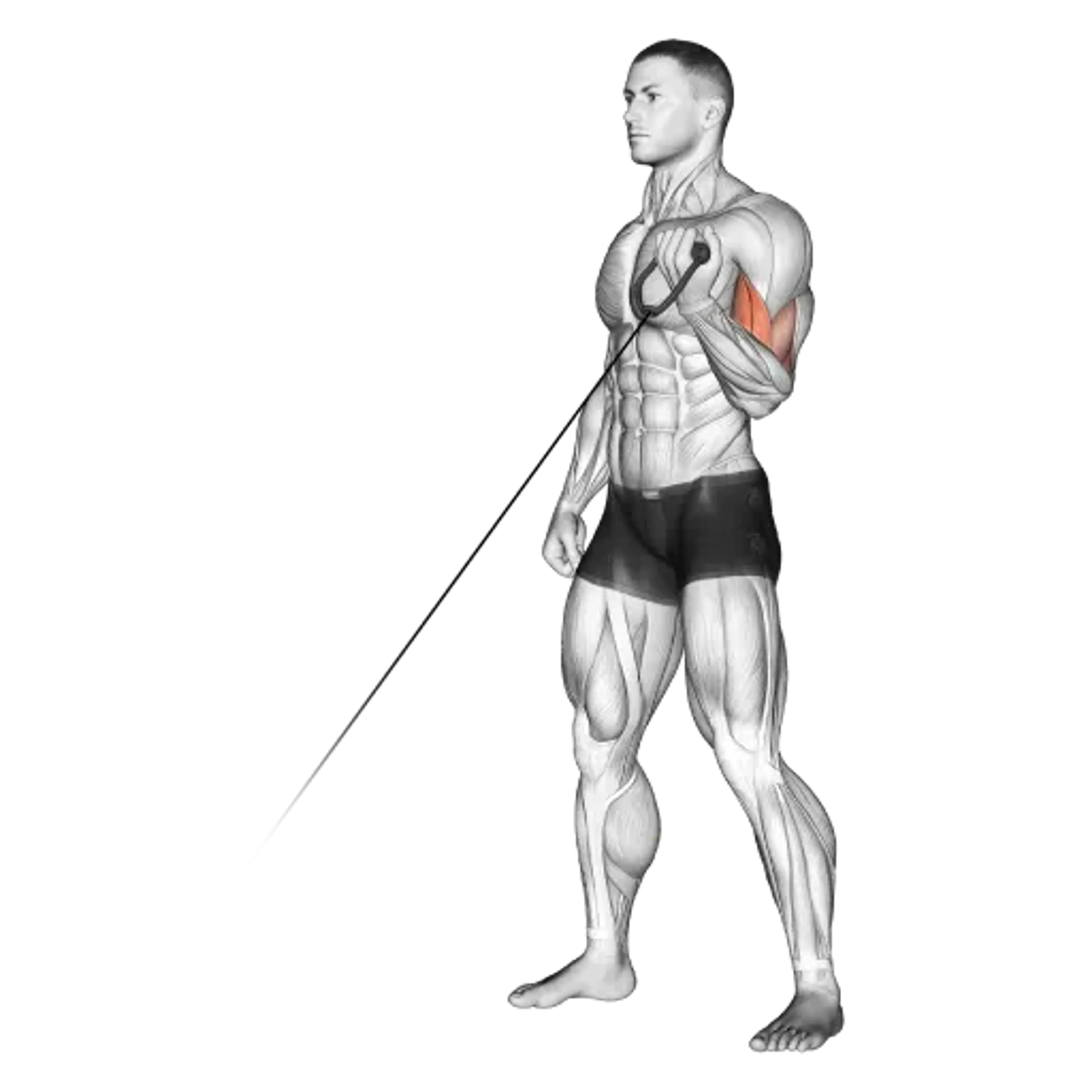 Cable Single-Arm Curl