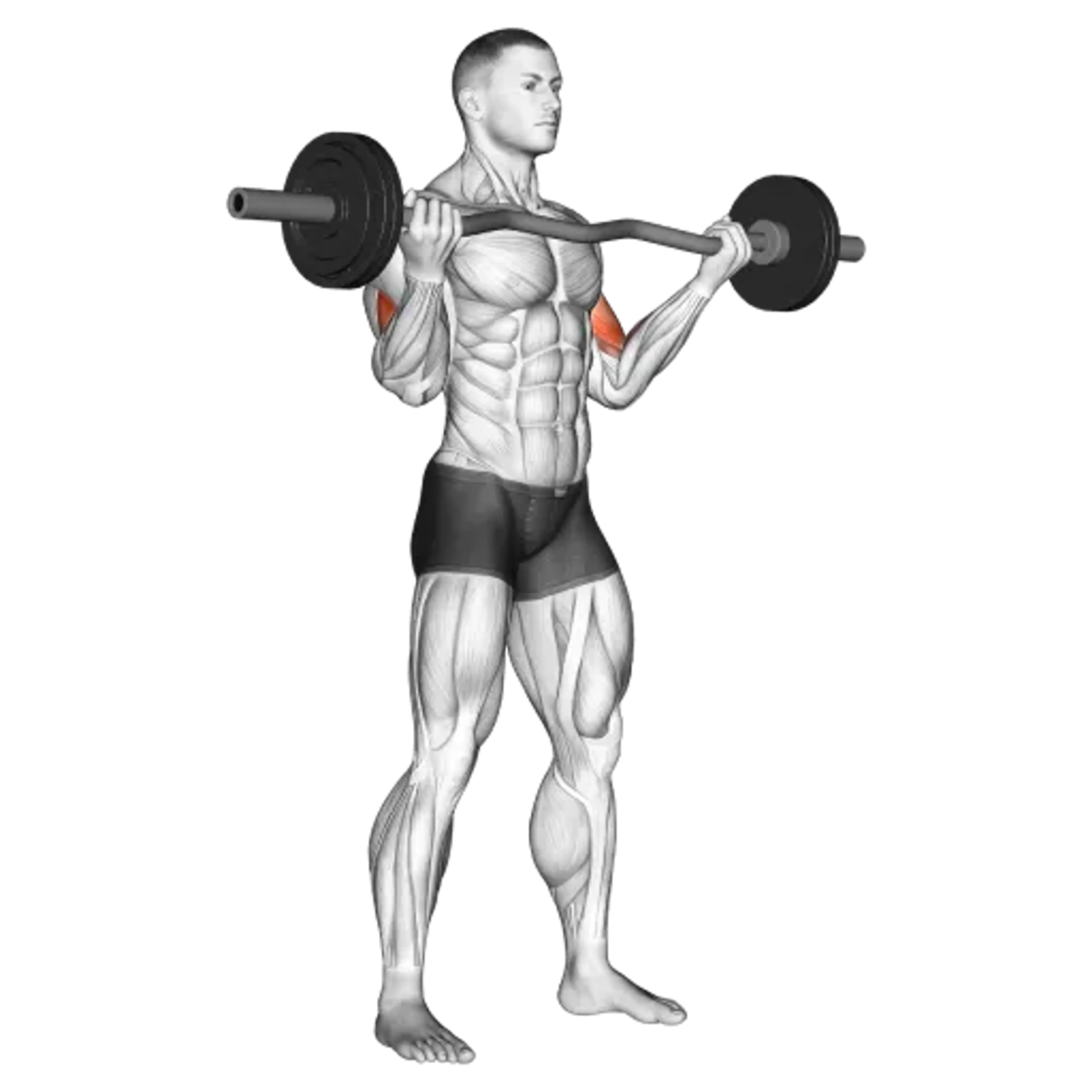 EZ Bar Curl (Wide Grip)