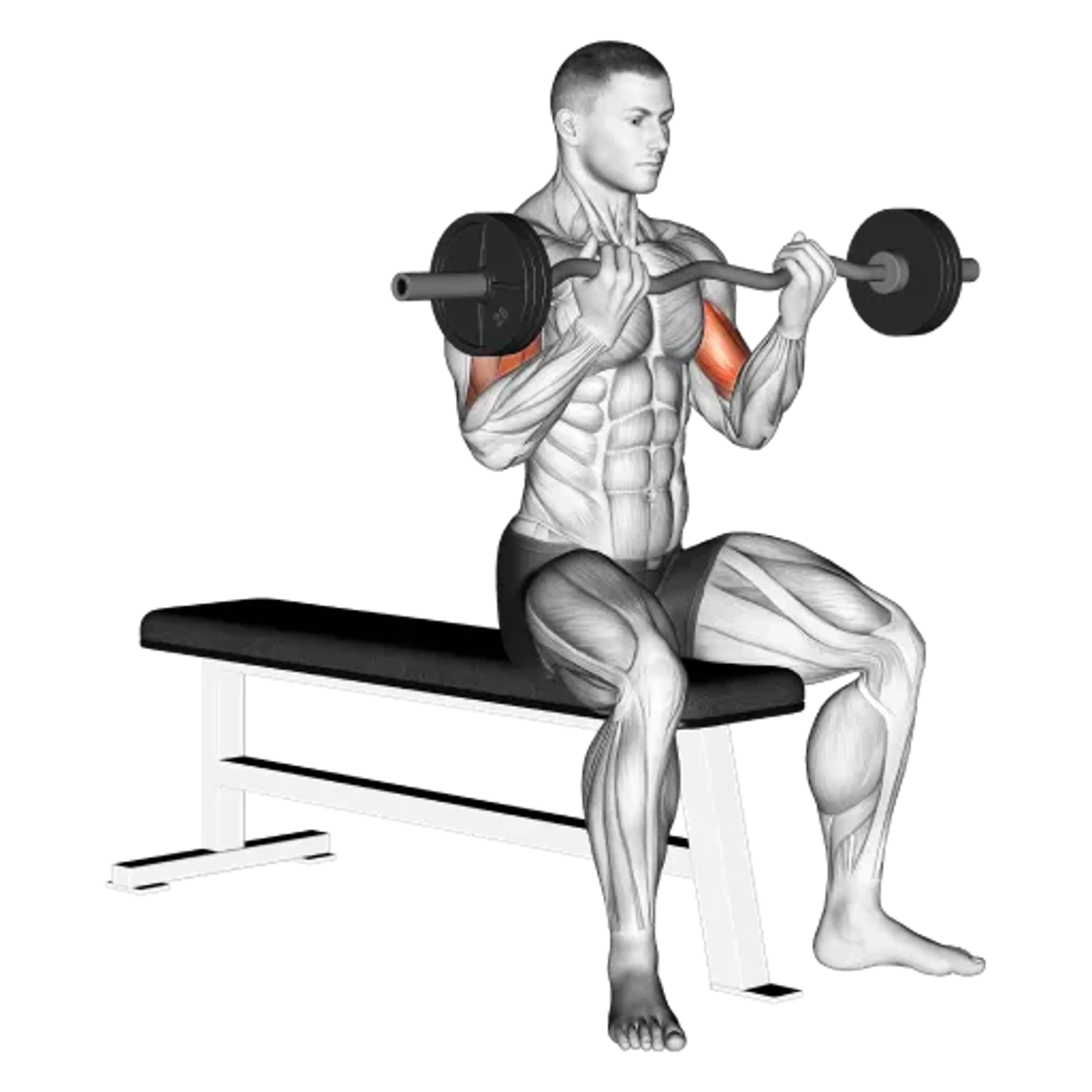 EZ Bar Seated Curl