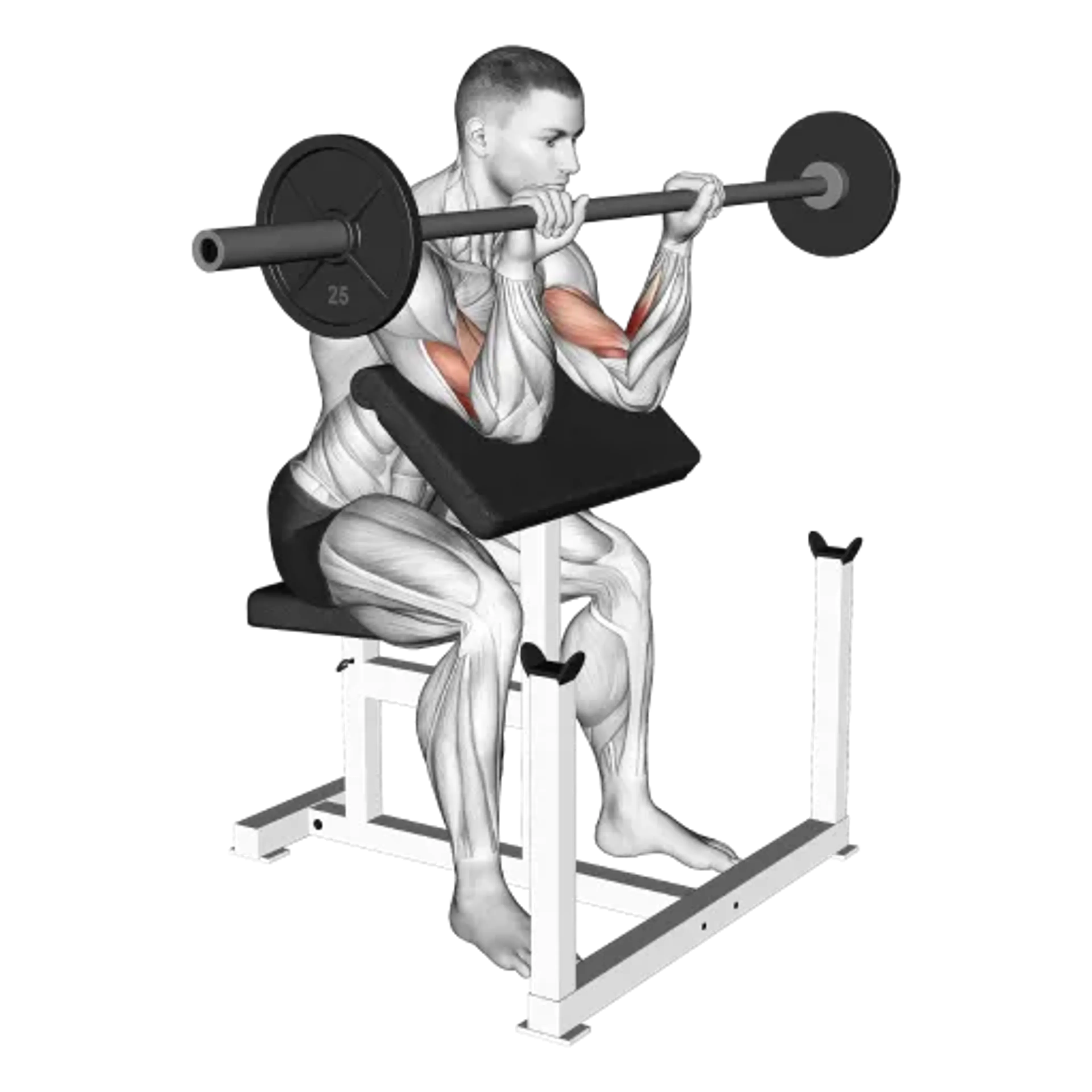 Barbell Preacher Curl (Reverse Grip)