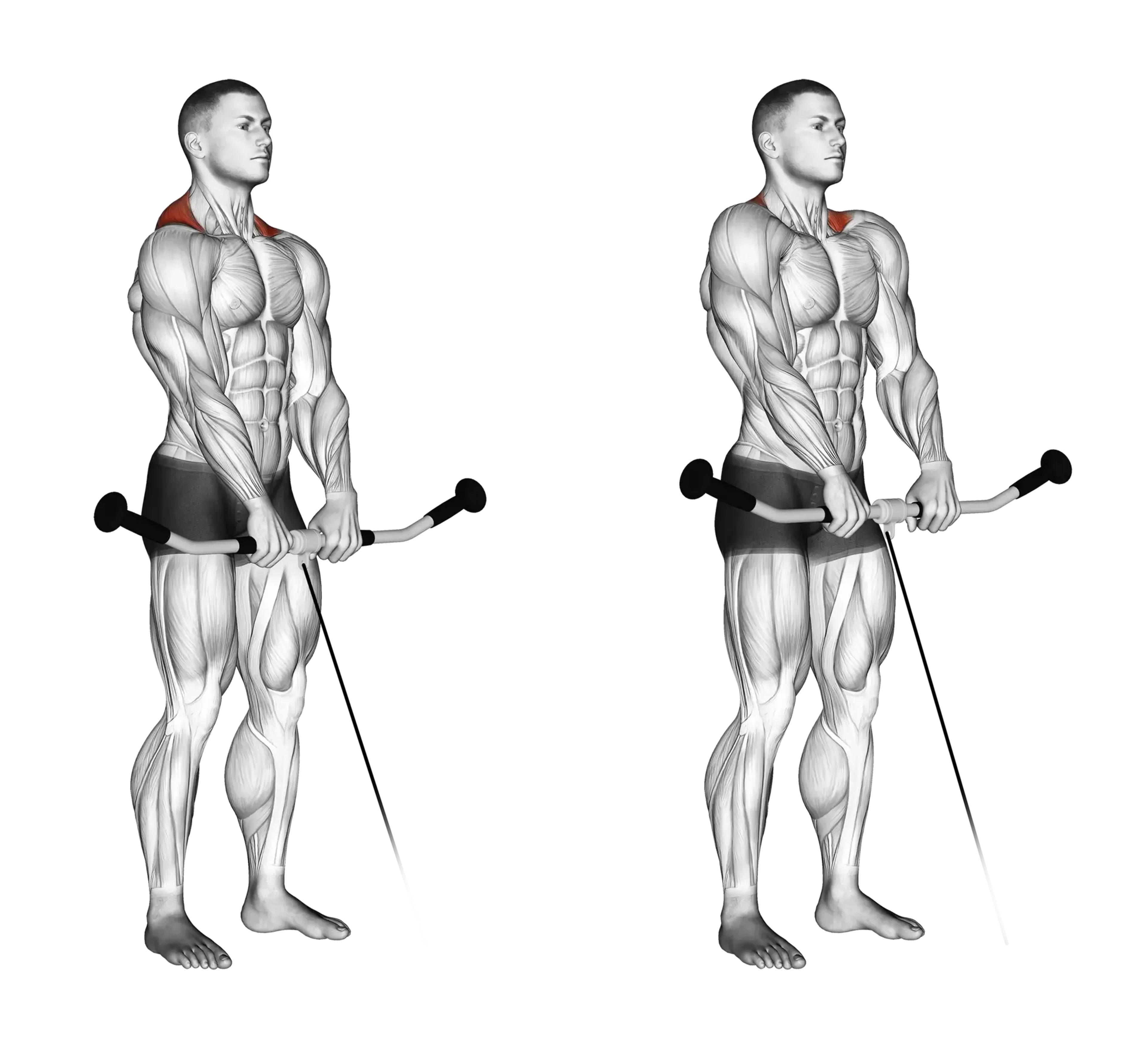 Cable Shrug