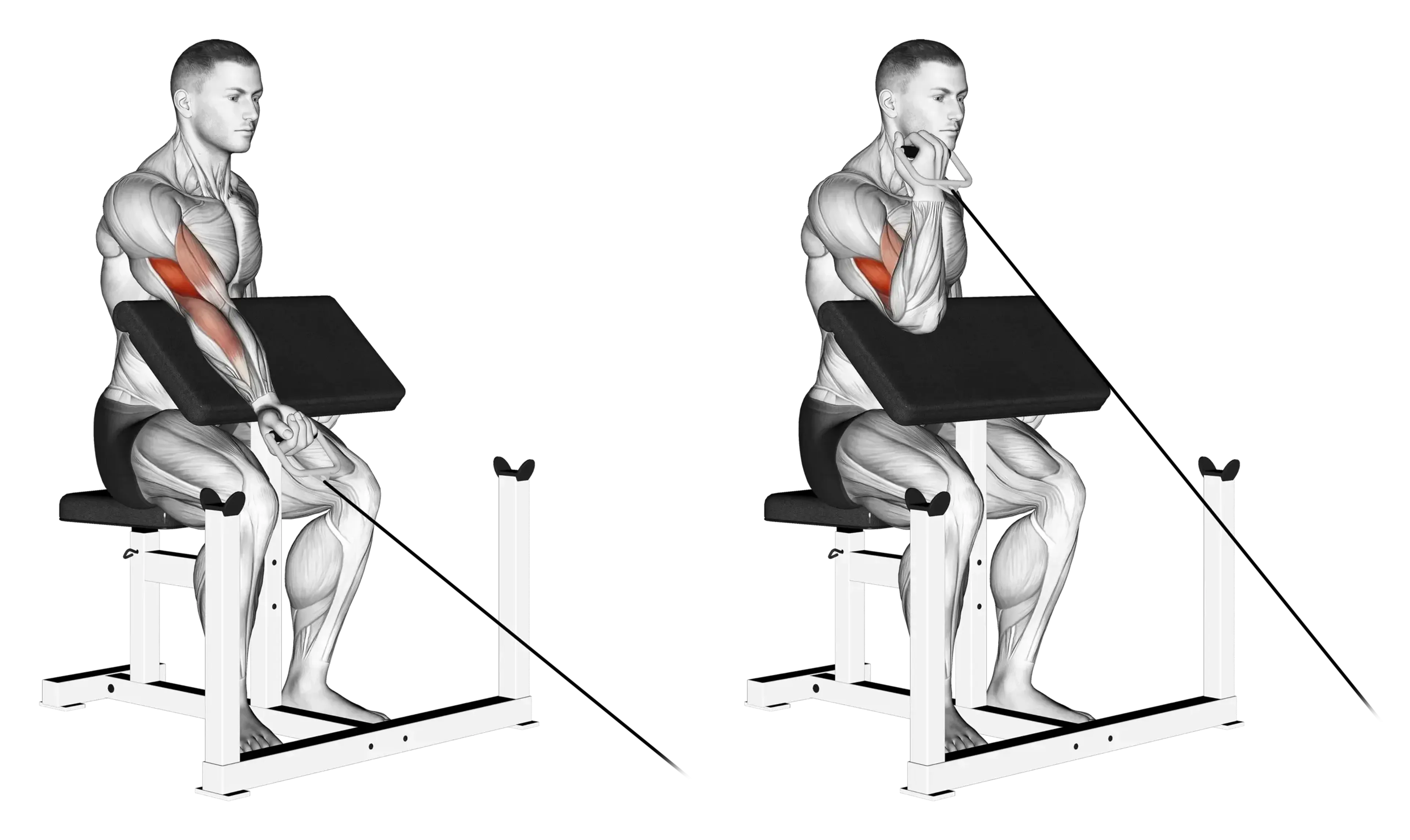 Cable Single-Arm Preacher Curl
