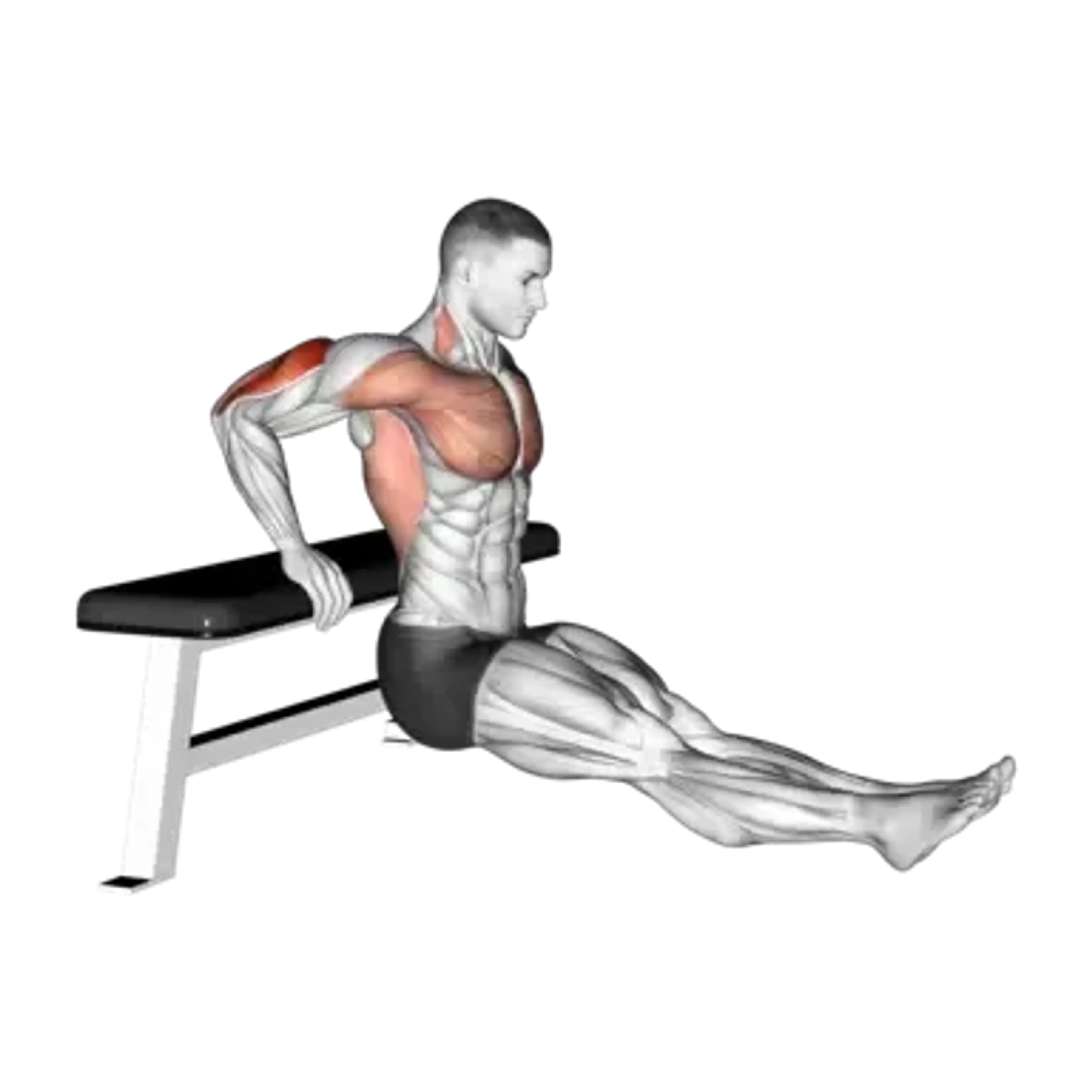 Bench Dips