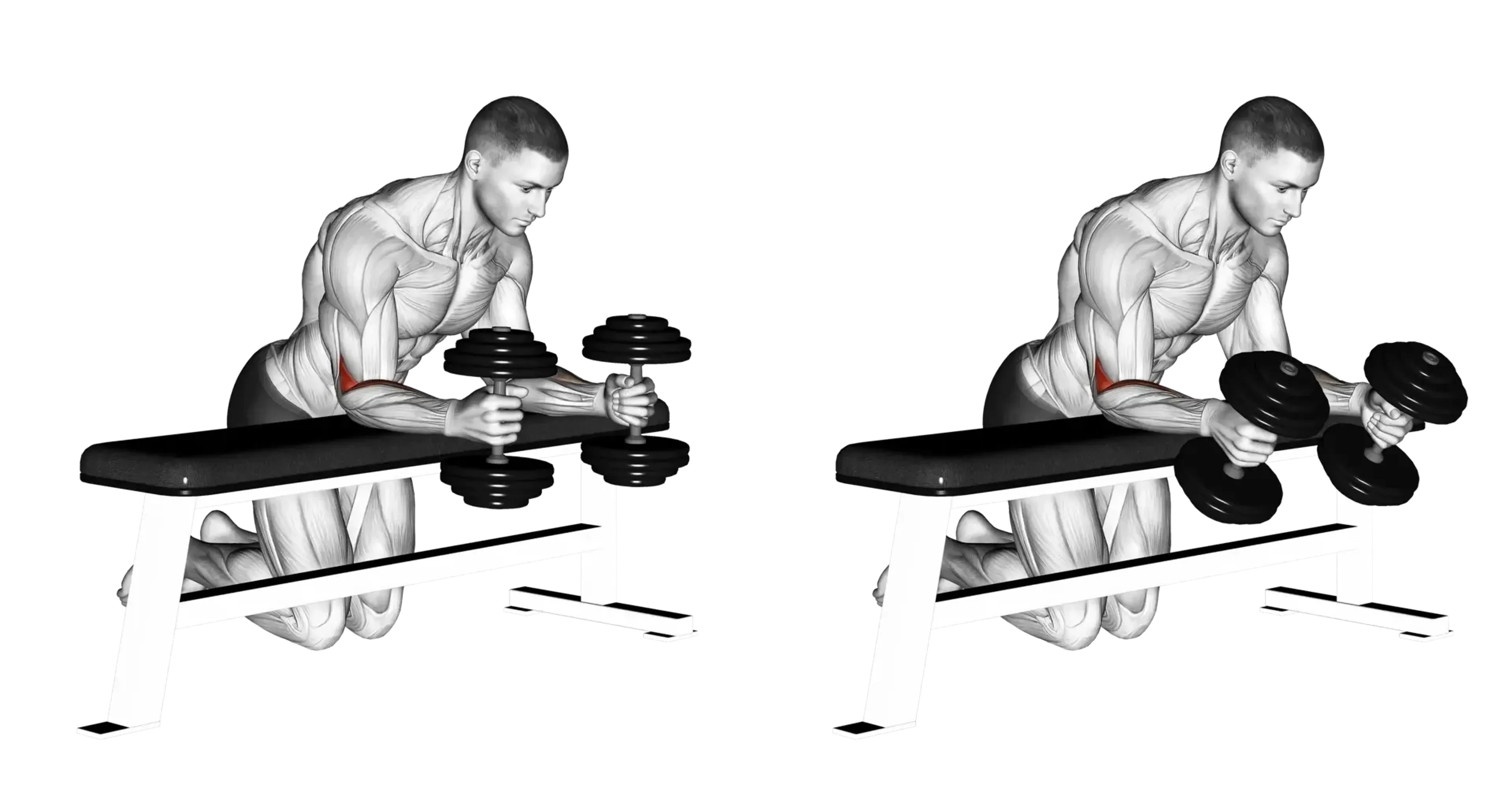 Dumbbell Neutral Grip Wrist Curl