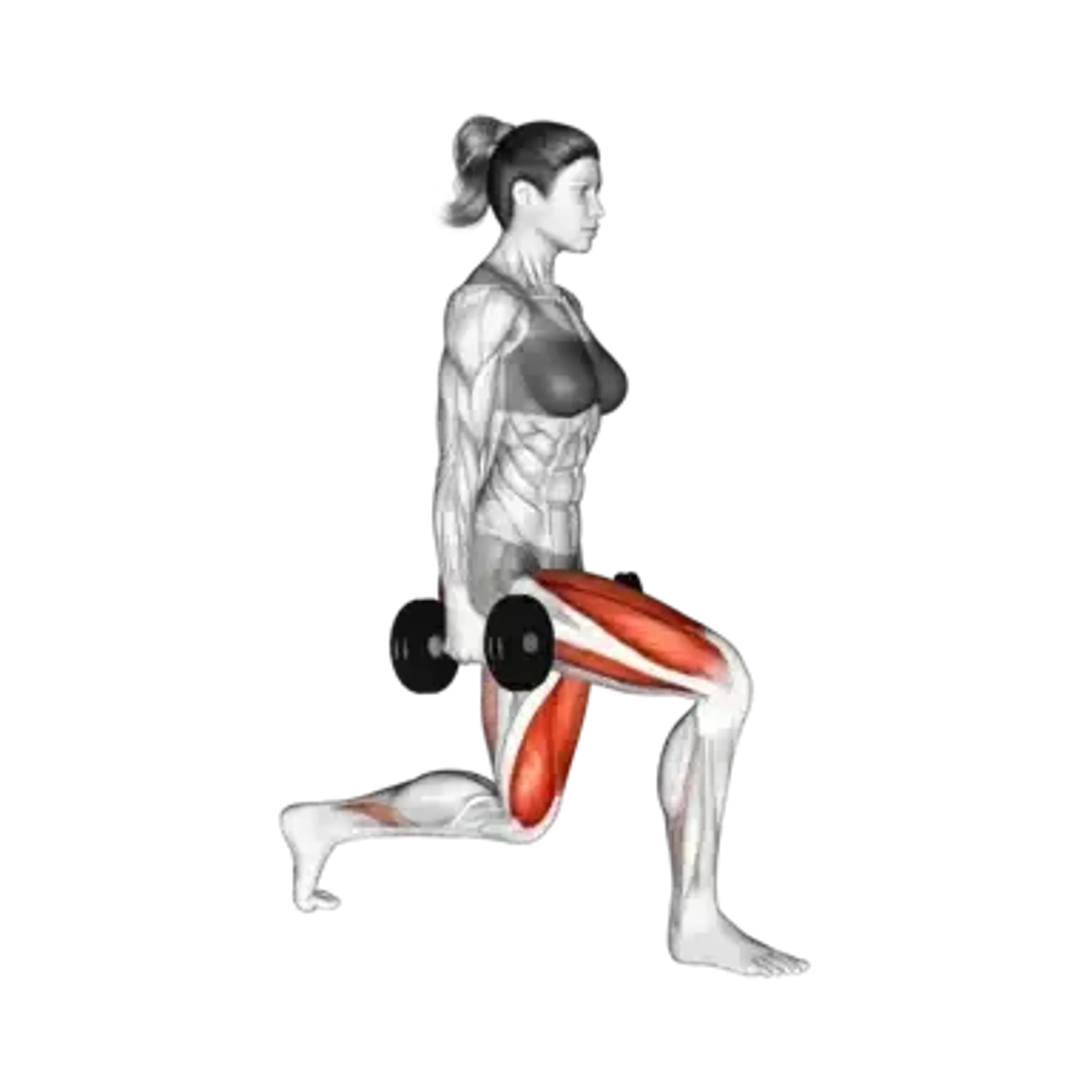 Dumbbell Lunge