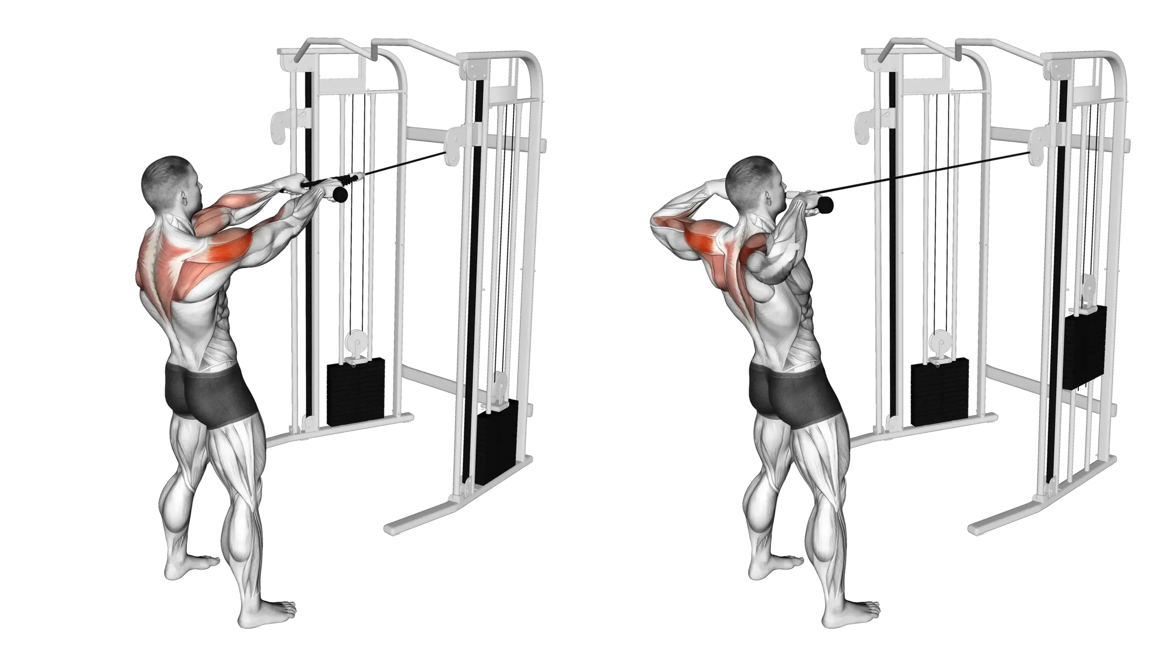 Cable Standing Face Pull Guide Muscles Worked Tips Athlemove Cable Standing Face Pull Guide Muscles Worked Tips Athlemove