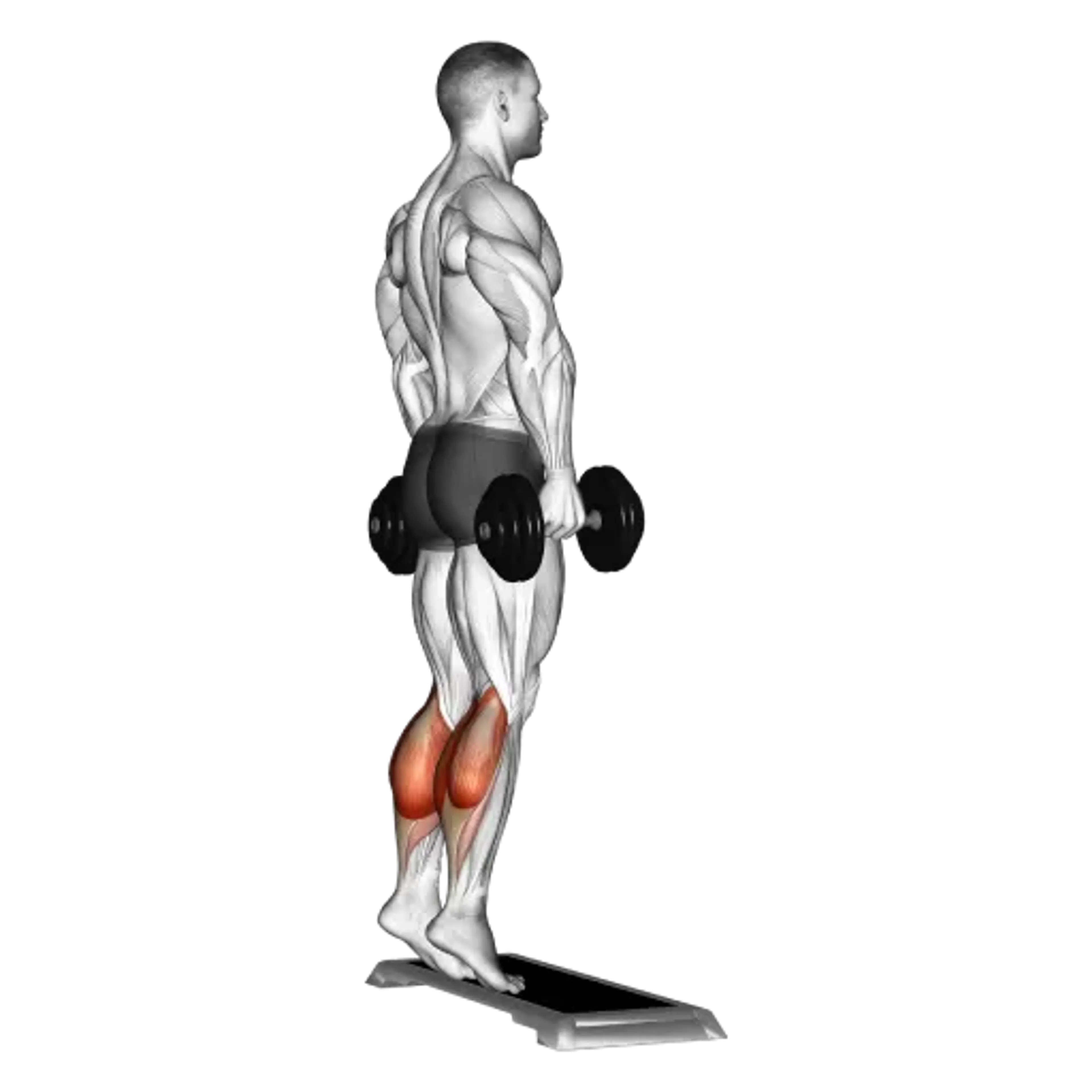 Dumbbell Standing Calf Raise