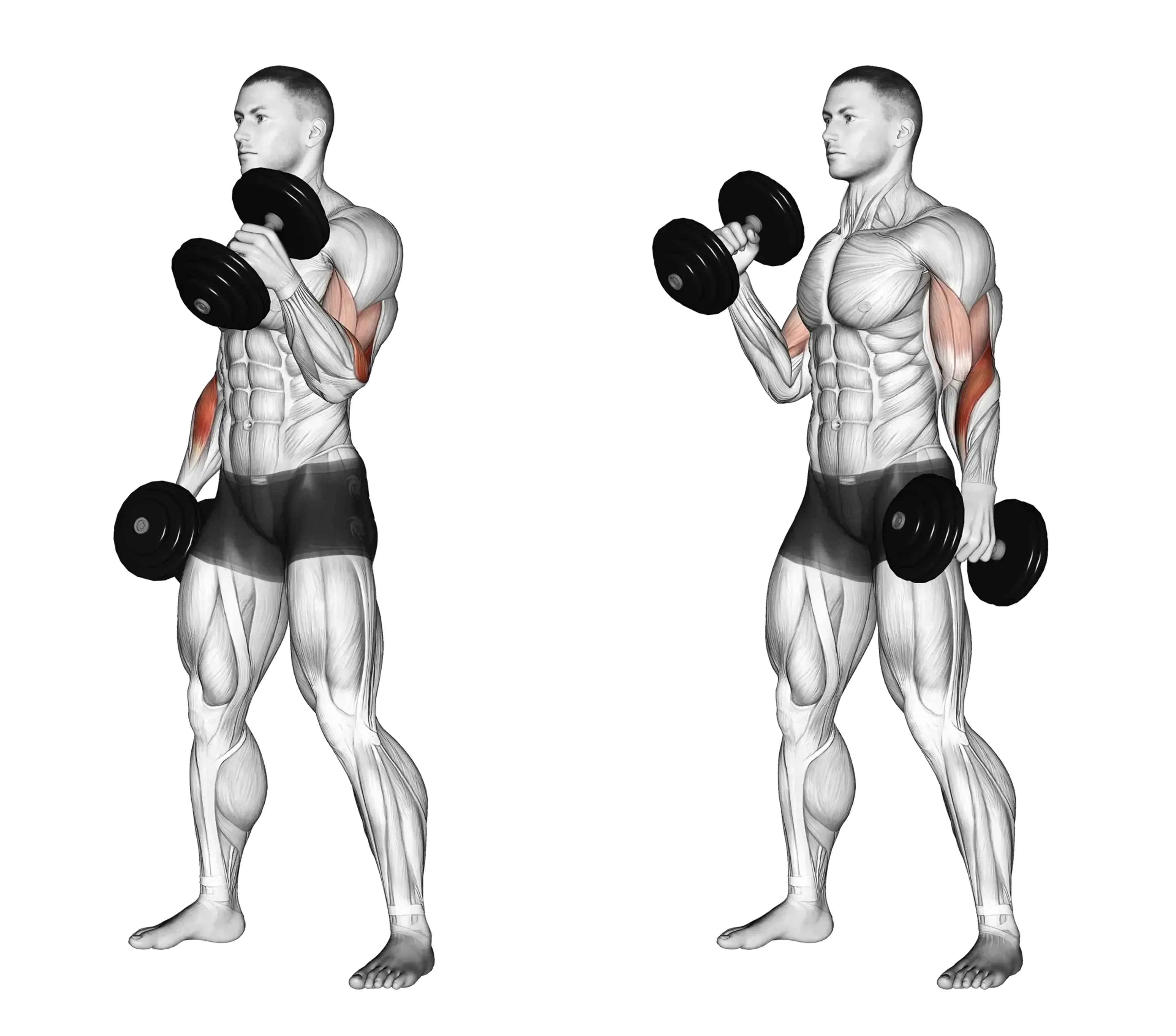 Alternating Dumbbell Hammer Curl