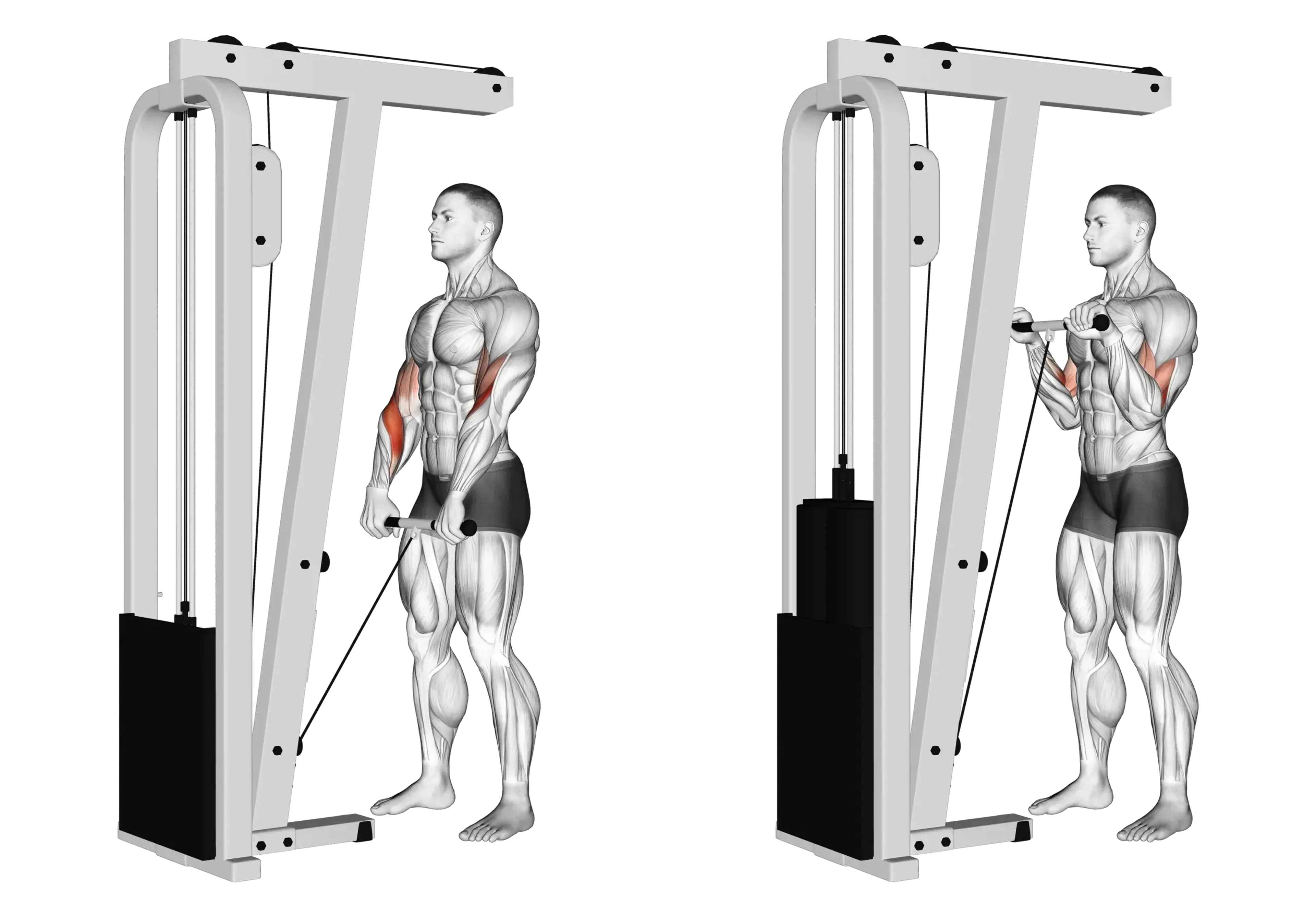 Cable Reverse Grip Curl
