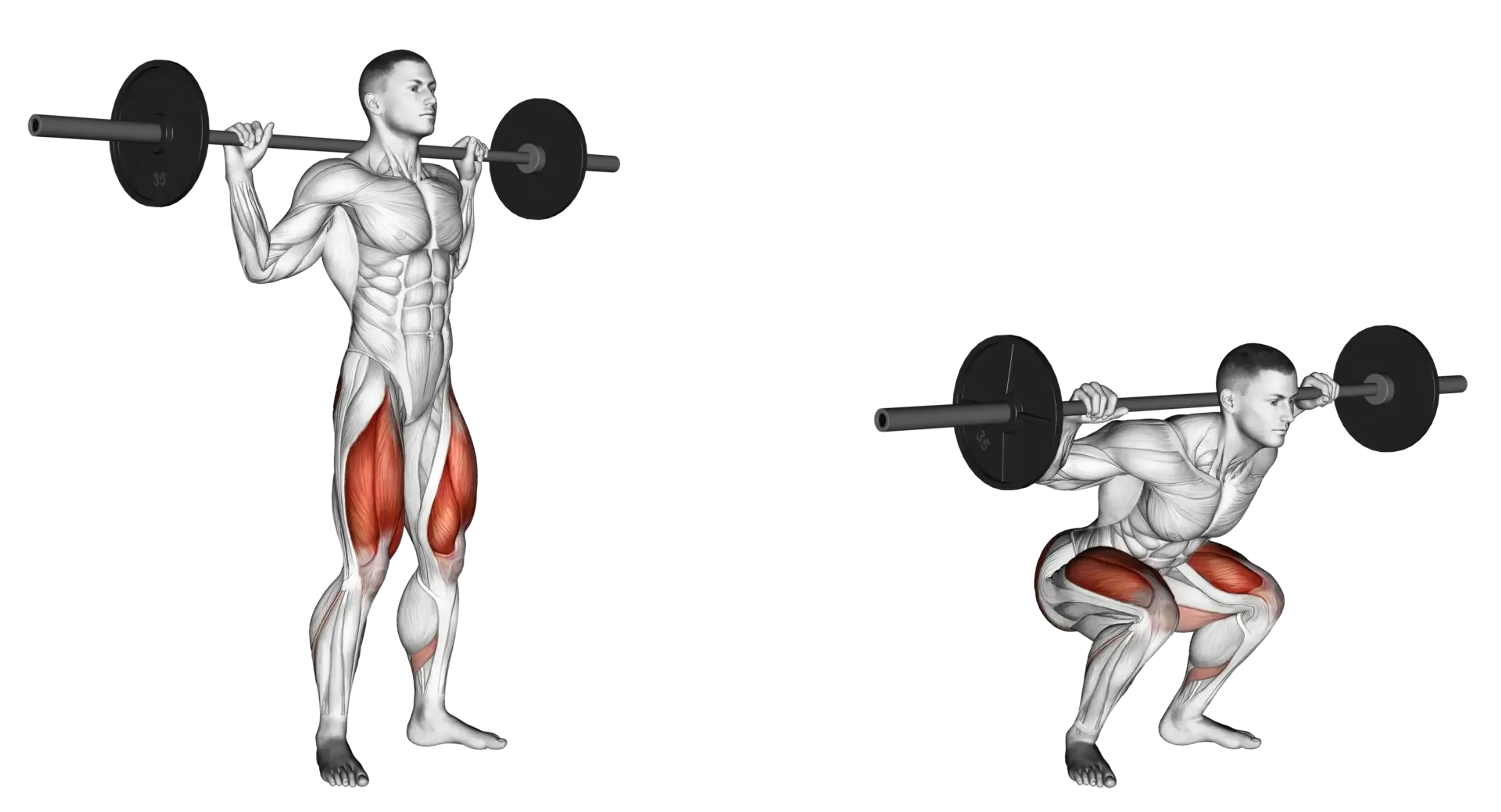 Barbell Squat