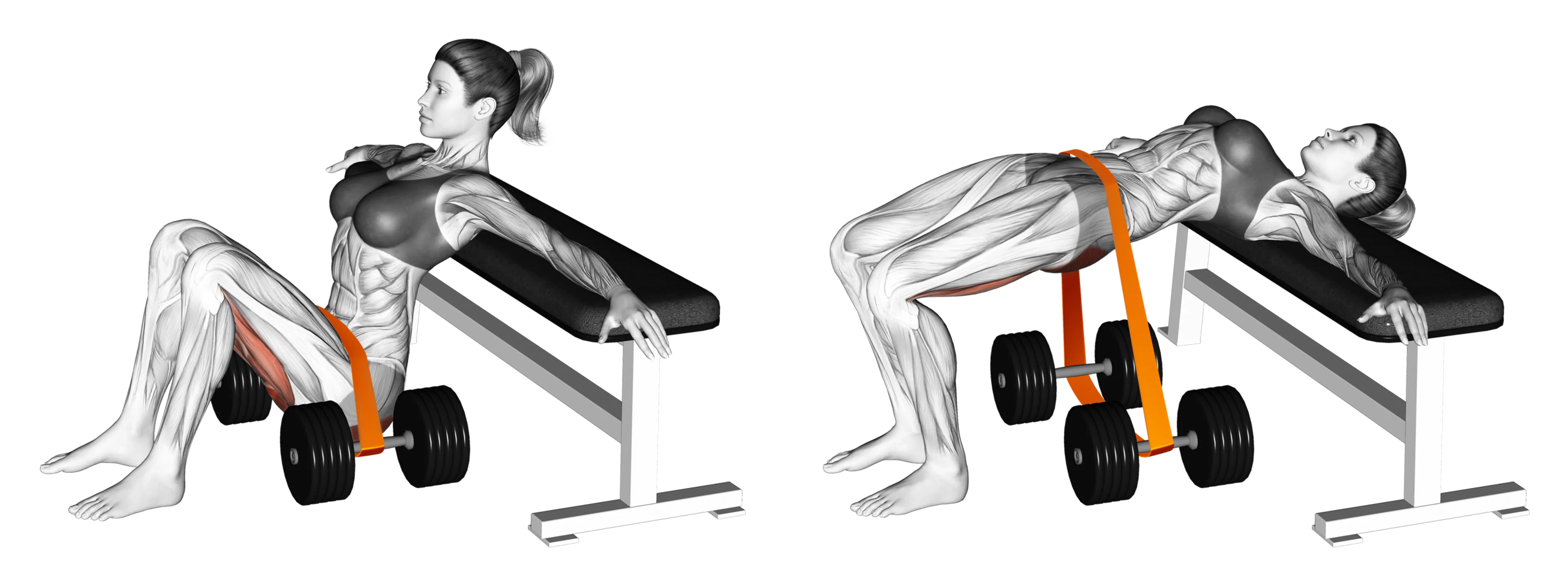 Band Hip Thrust
