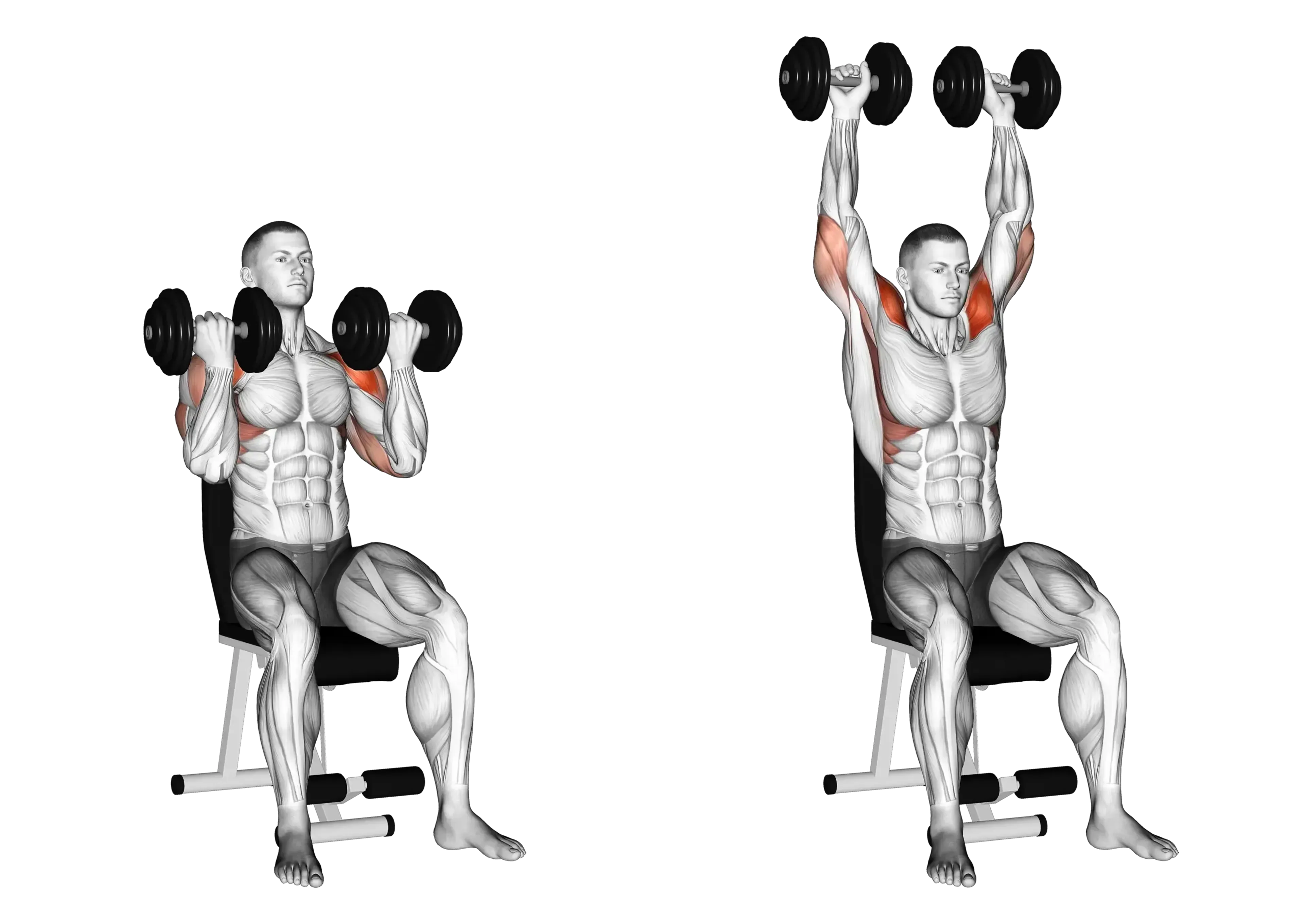 Dumbbell Arnold Press