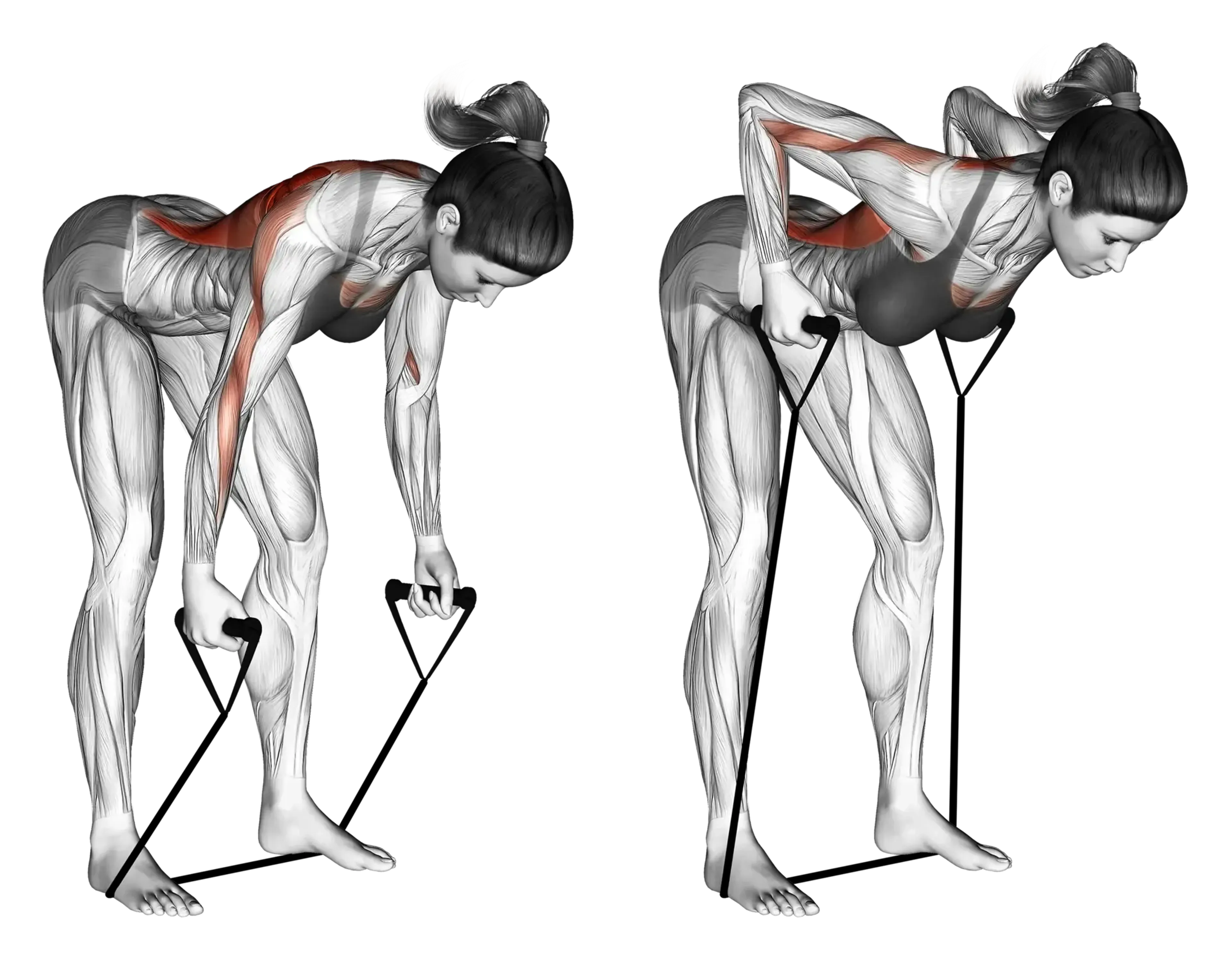Band Bent-Over Row