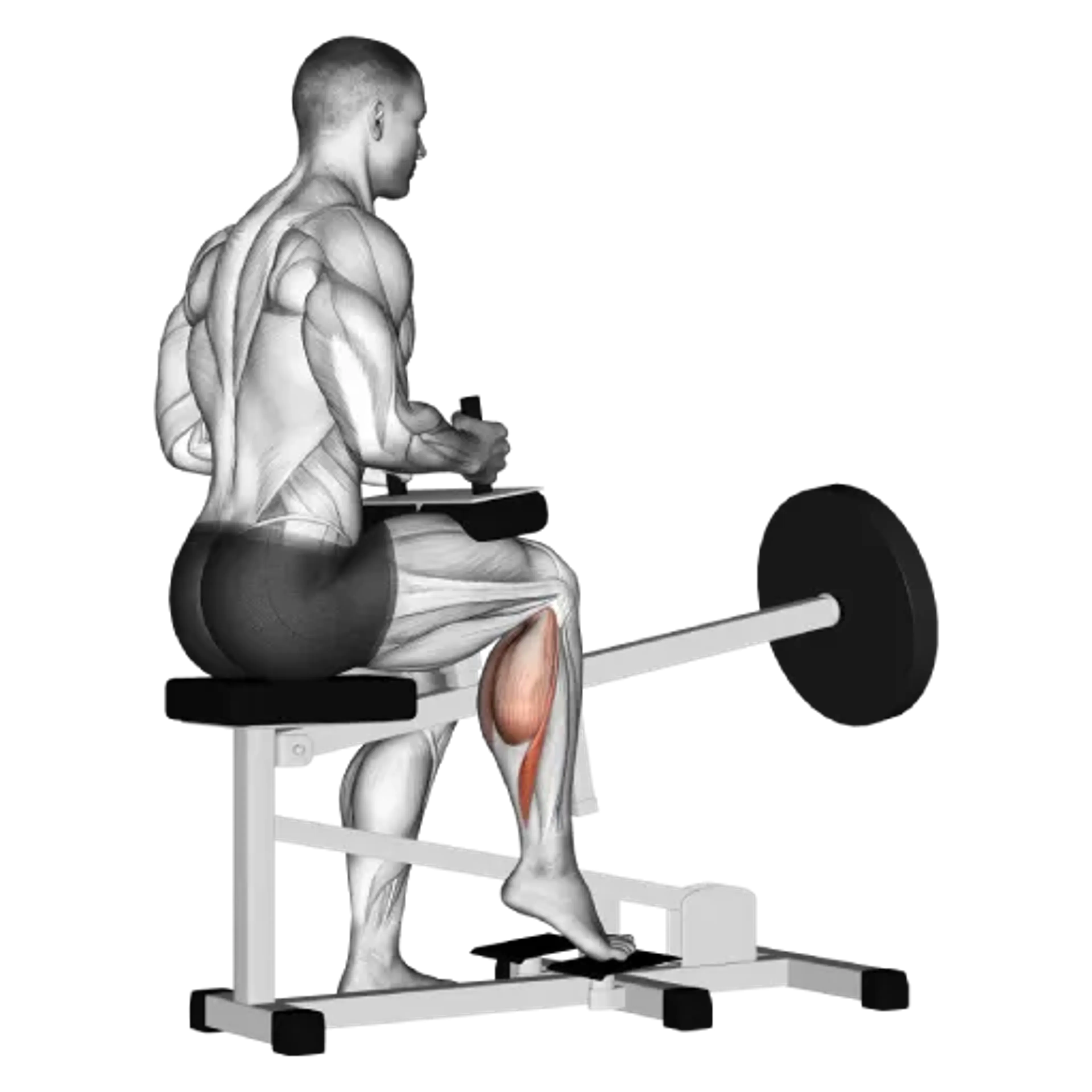 Machine Single-Leg Seated Calf Raise