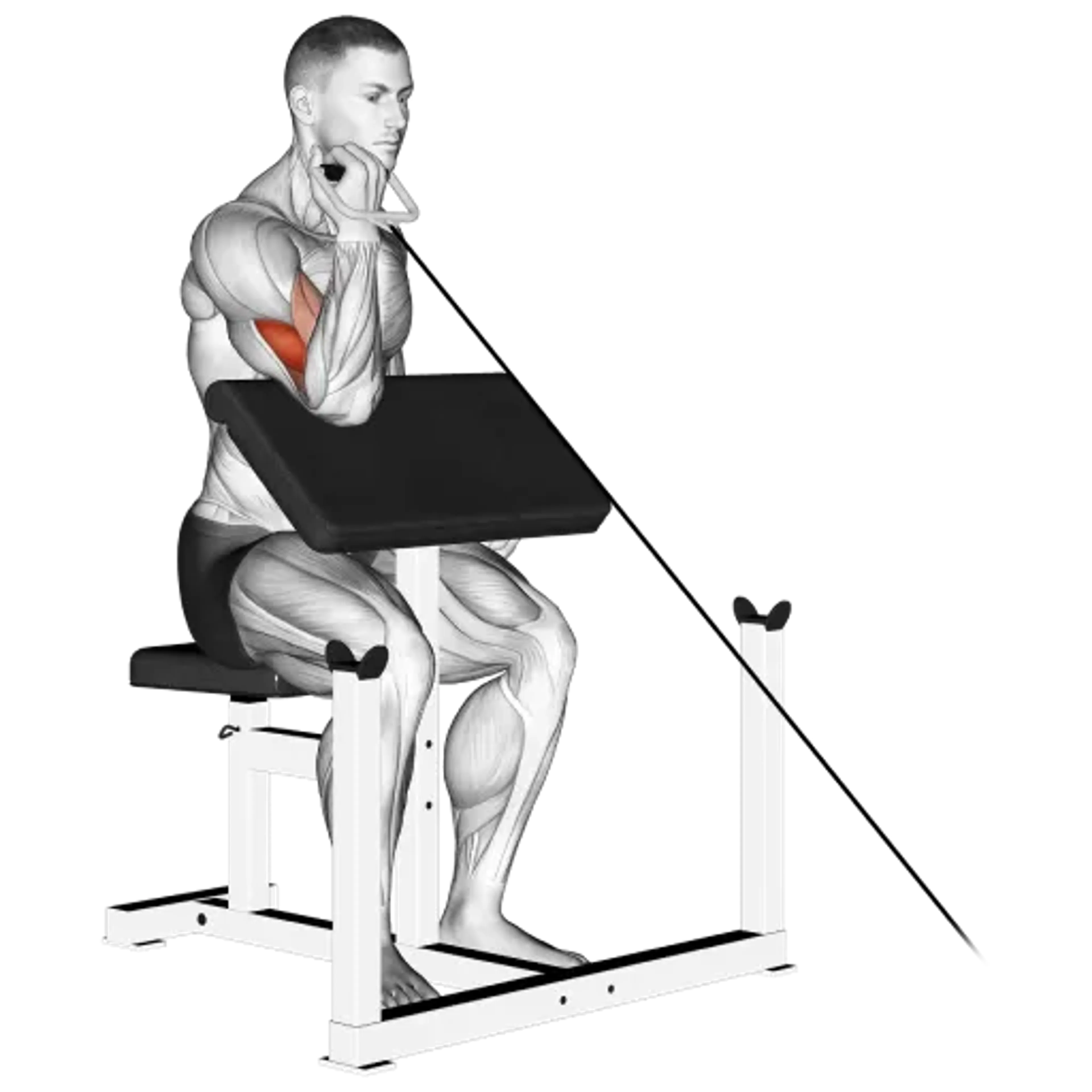 Cable Single-Arm Preacher Curl